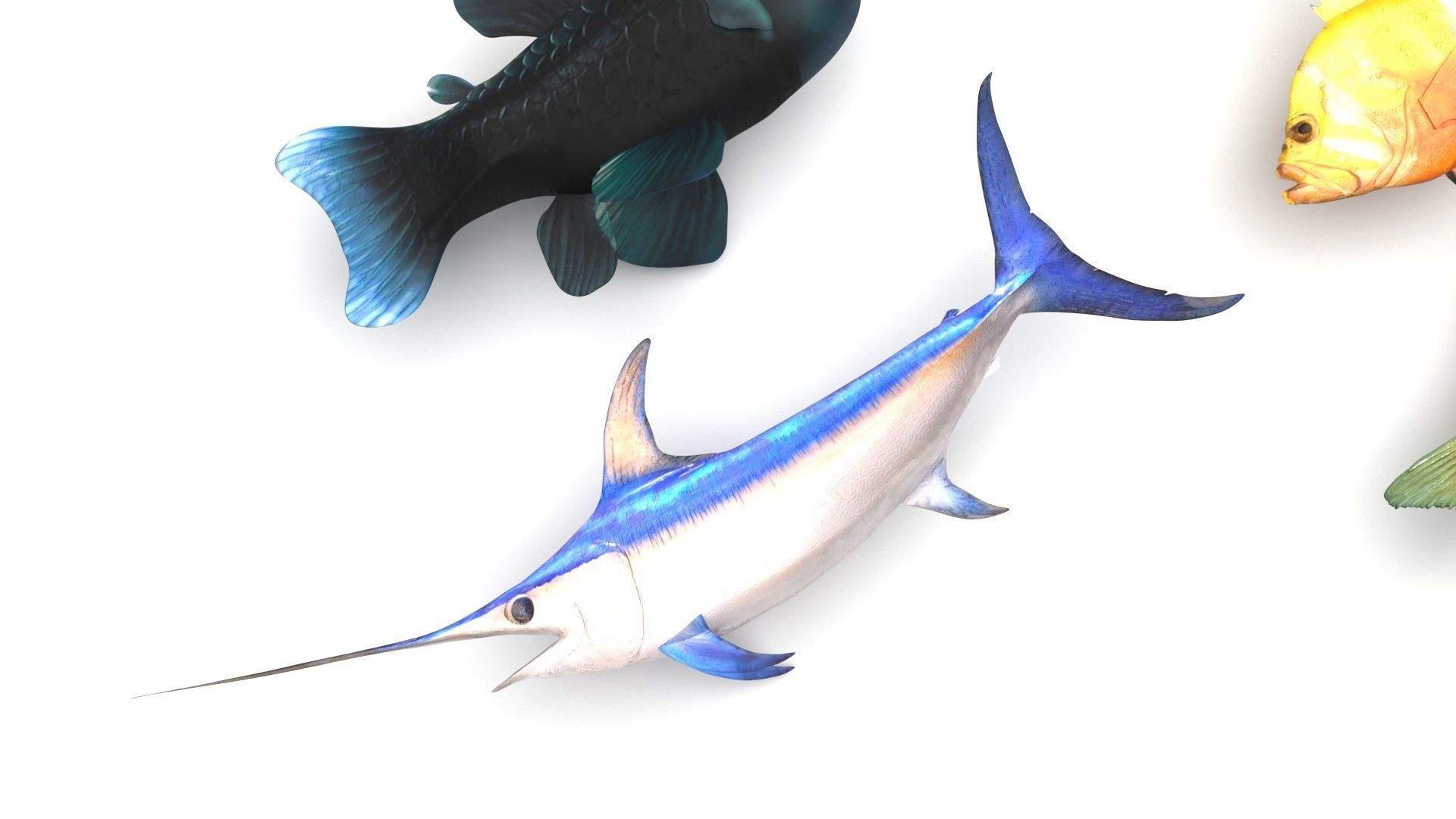 Fishes Set 3D model_9