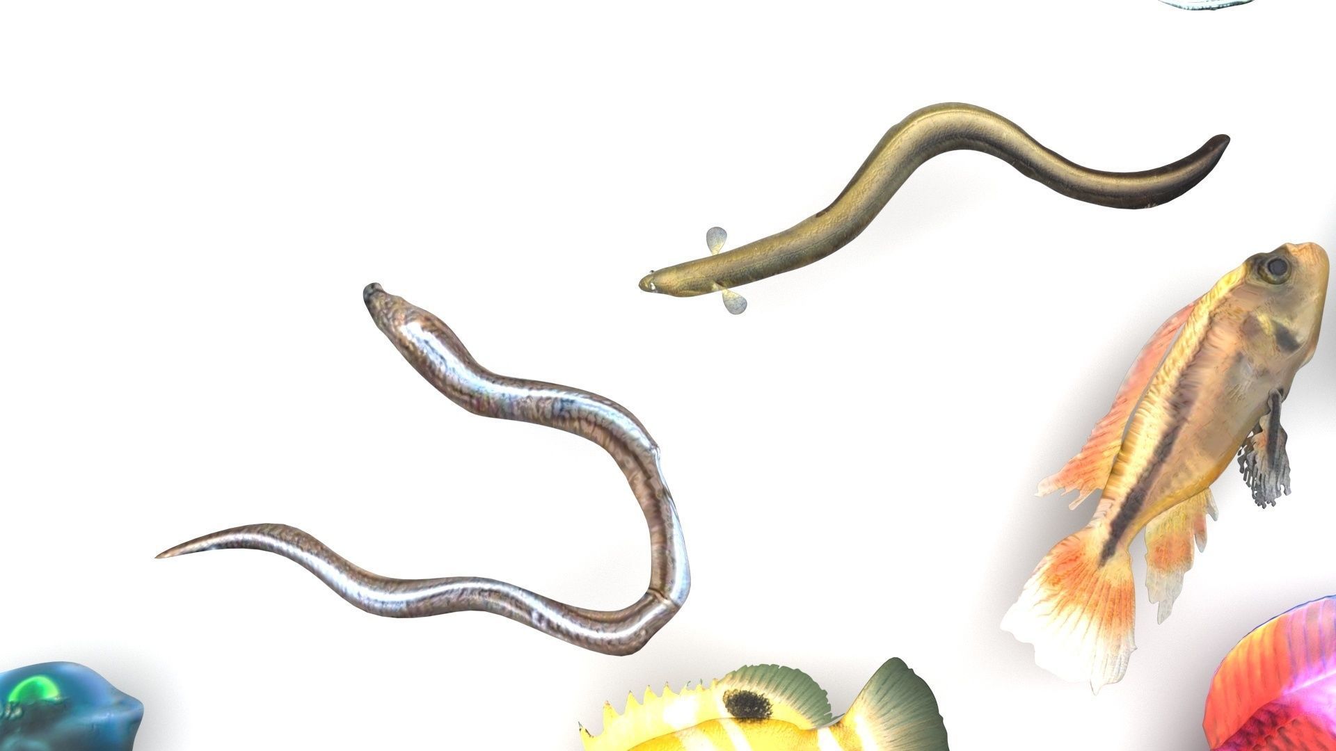 Fishes Set 3D model_5