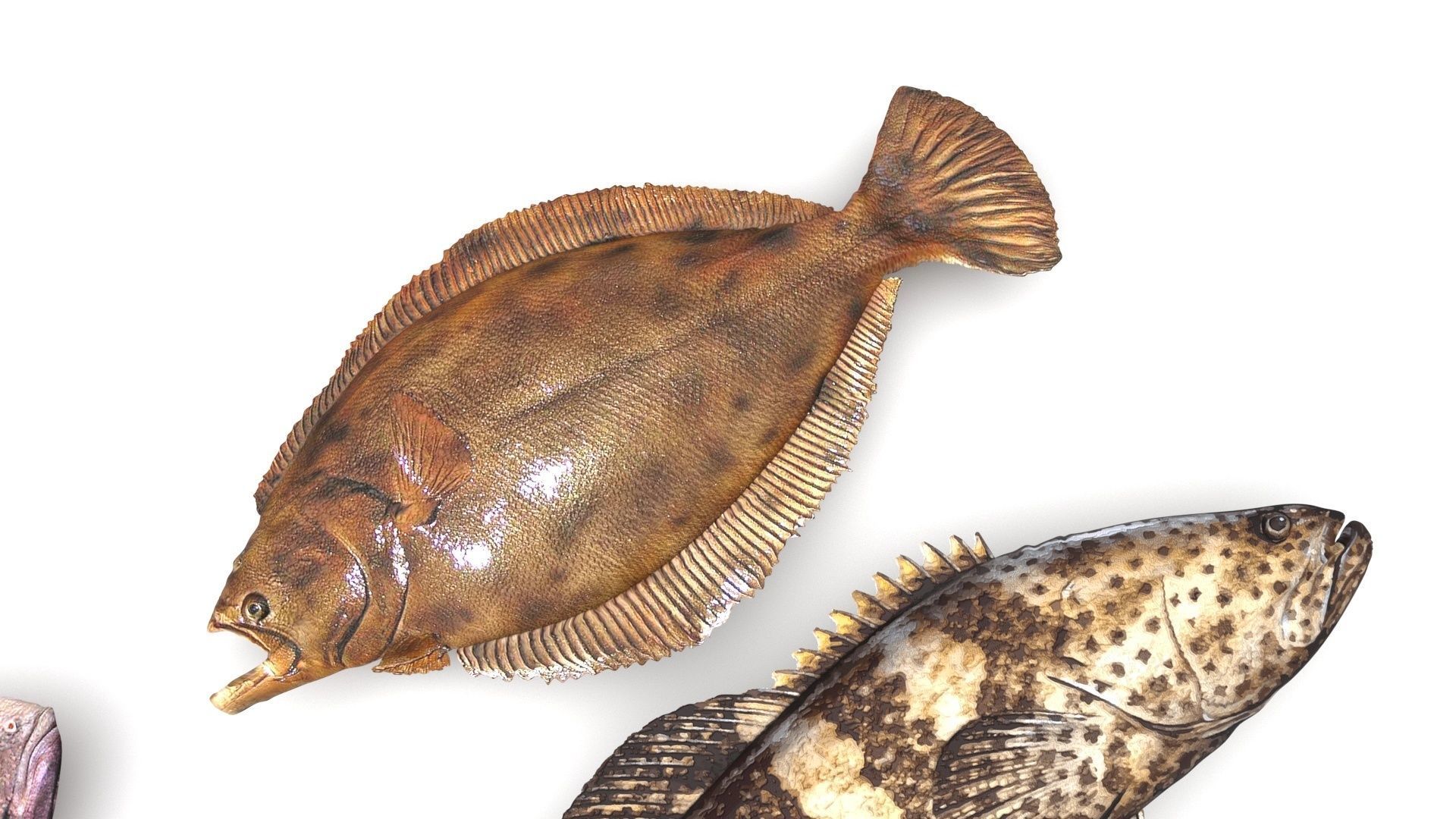 Fishes Set 3D model_8