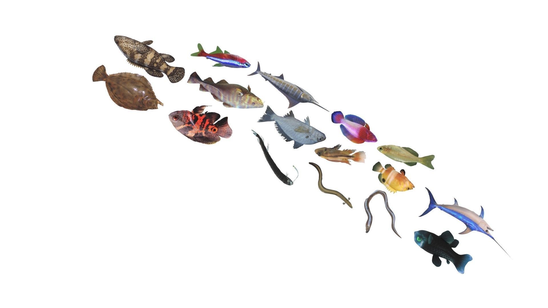 Fishes Set 3D model_24