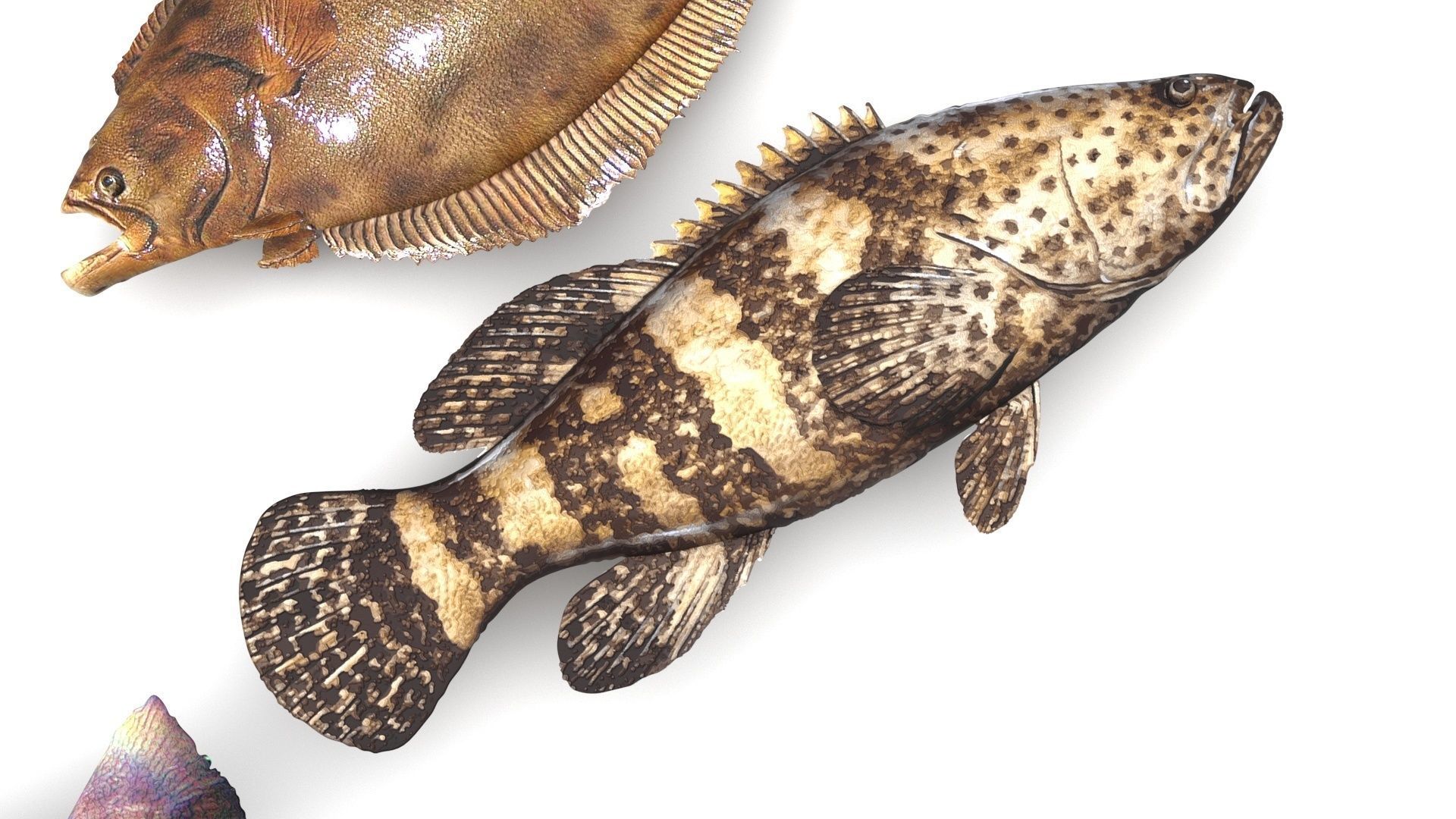 Fishes Set 3D model_13