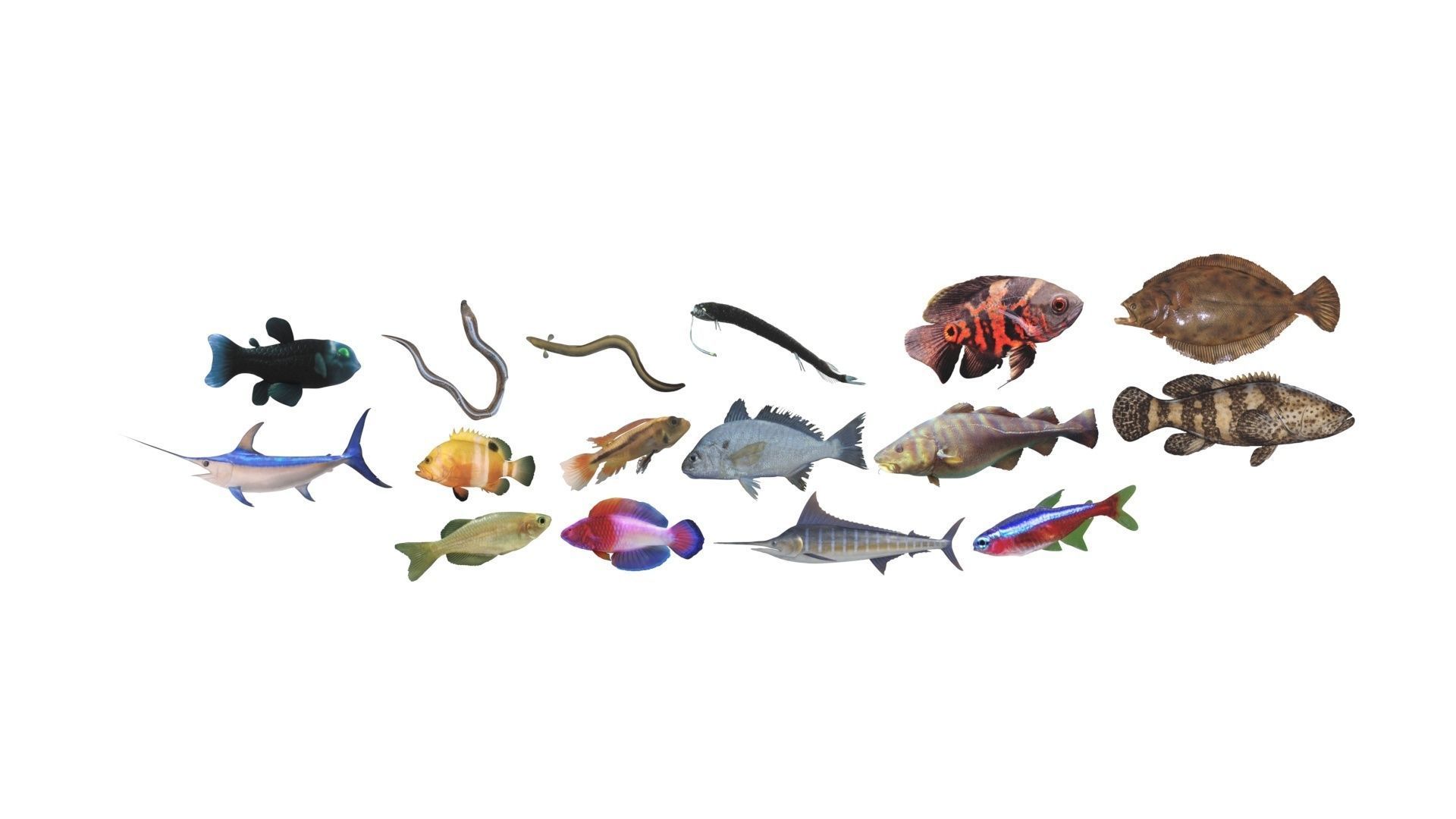 Fishes Set 3D model_27