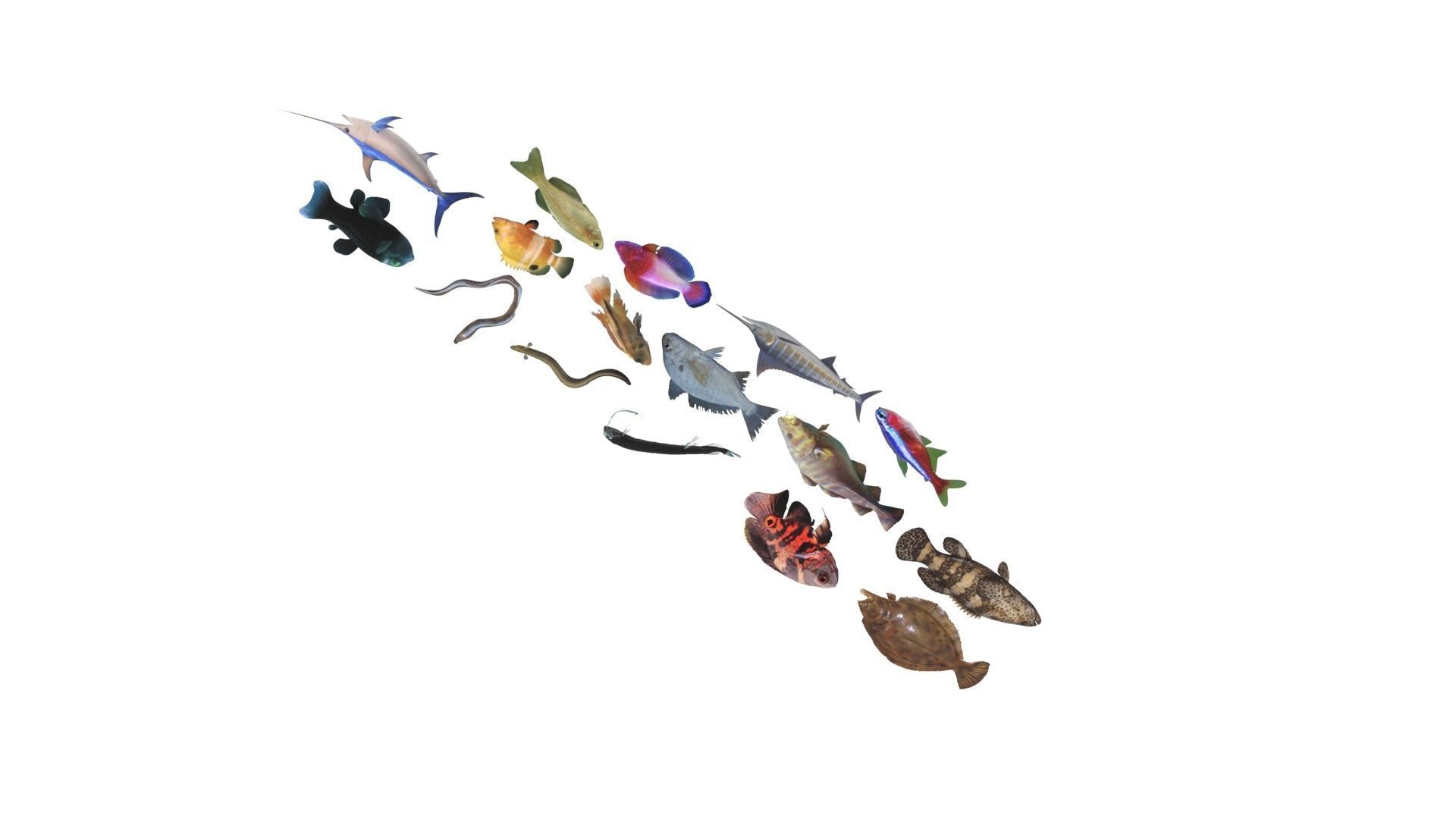Fishes Set 3D model_25