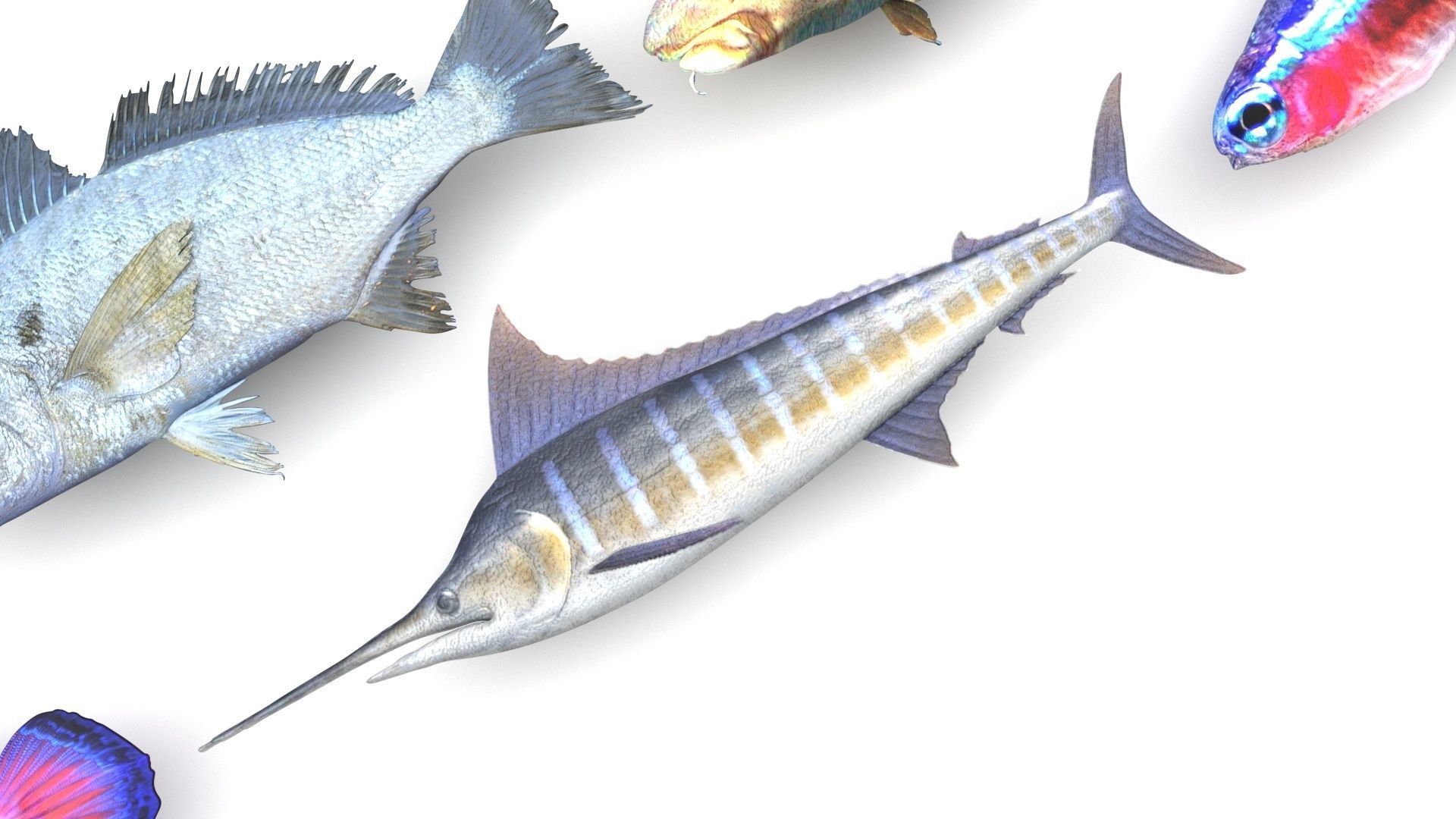 Fishes Set 3D model_16