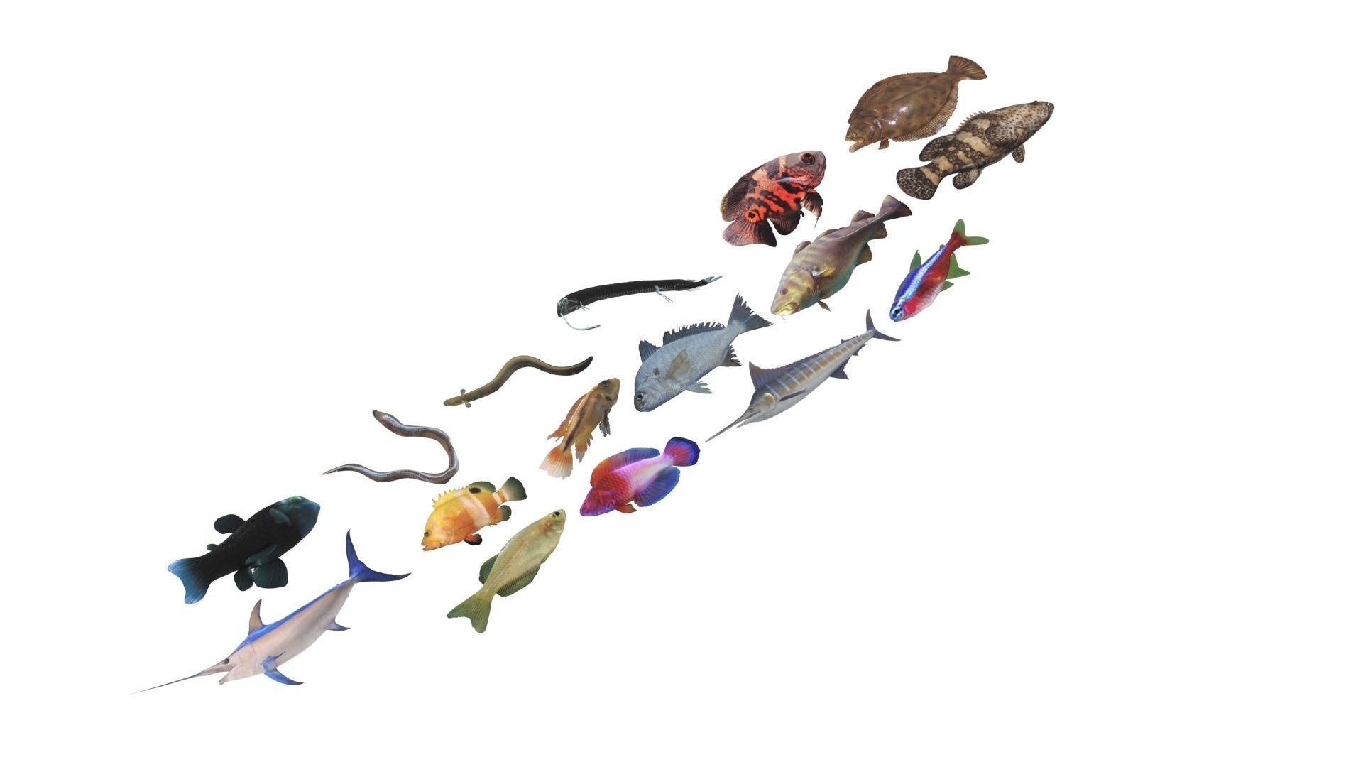 Fishes Set 3D model_21