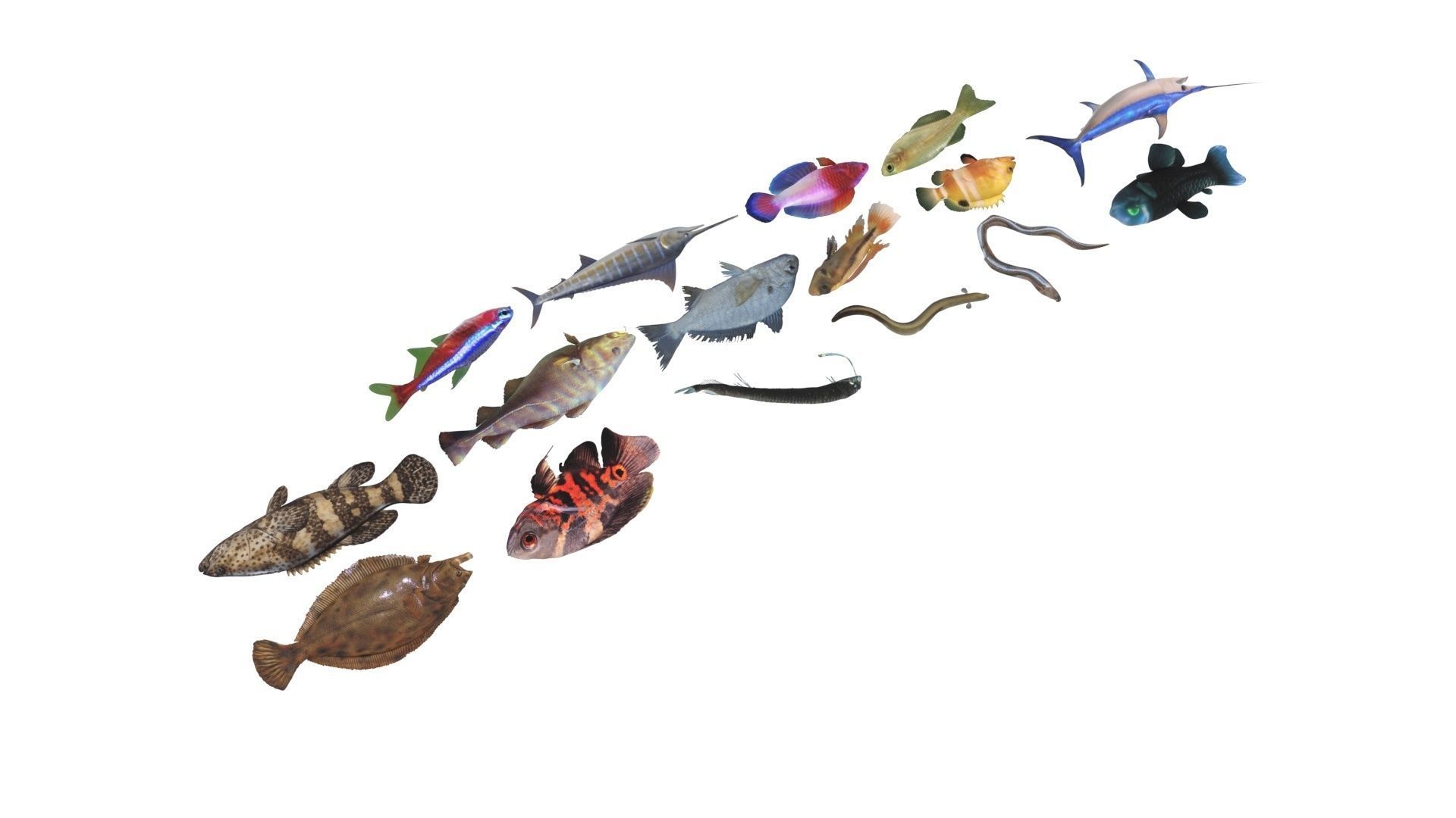 Fishes Set 3D model_23