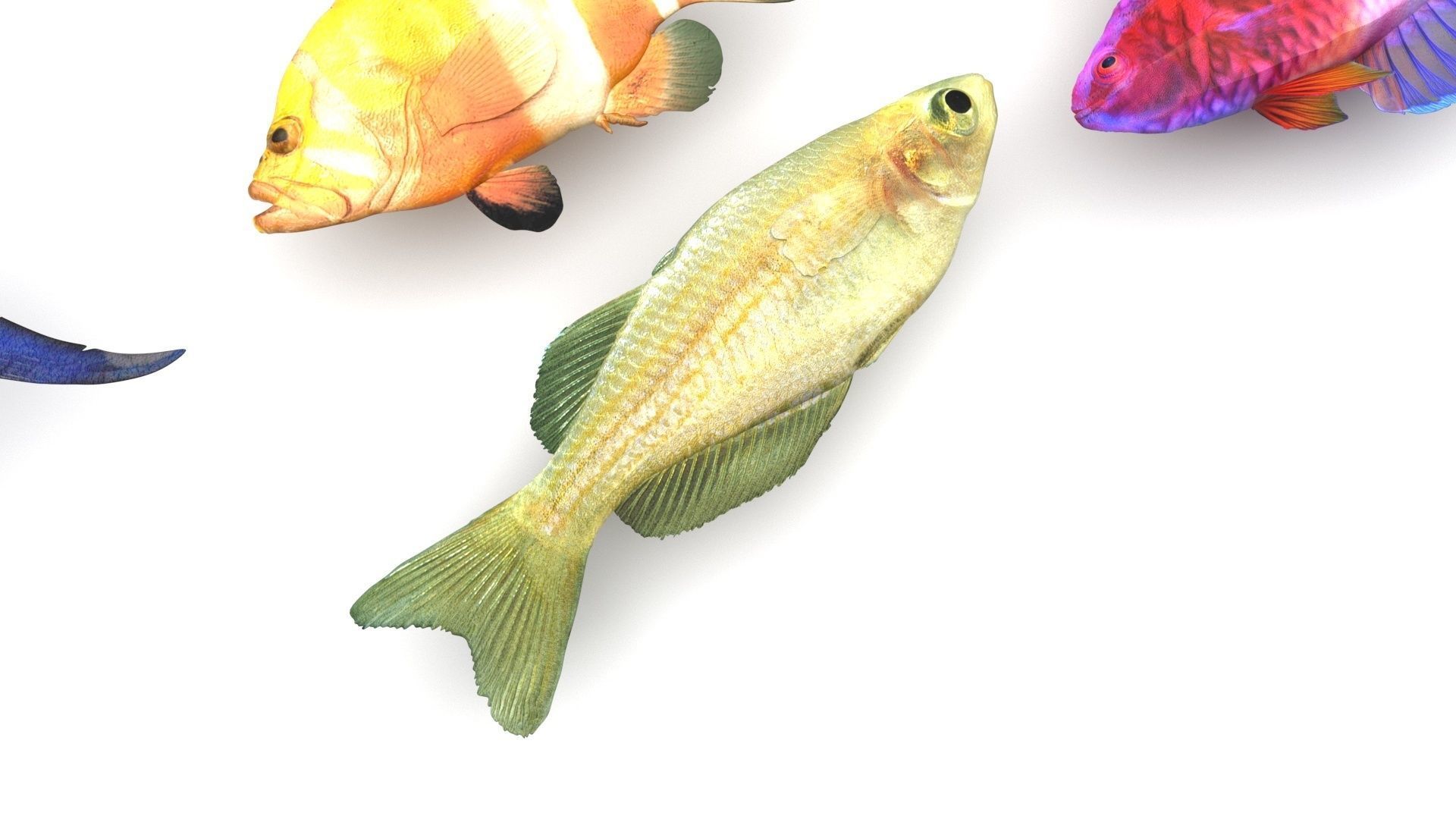 Fishes Set 3D model_14