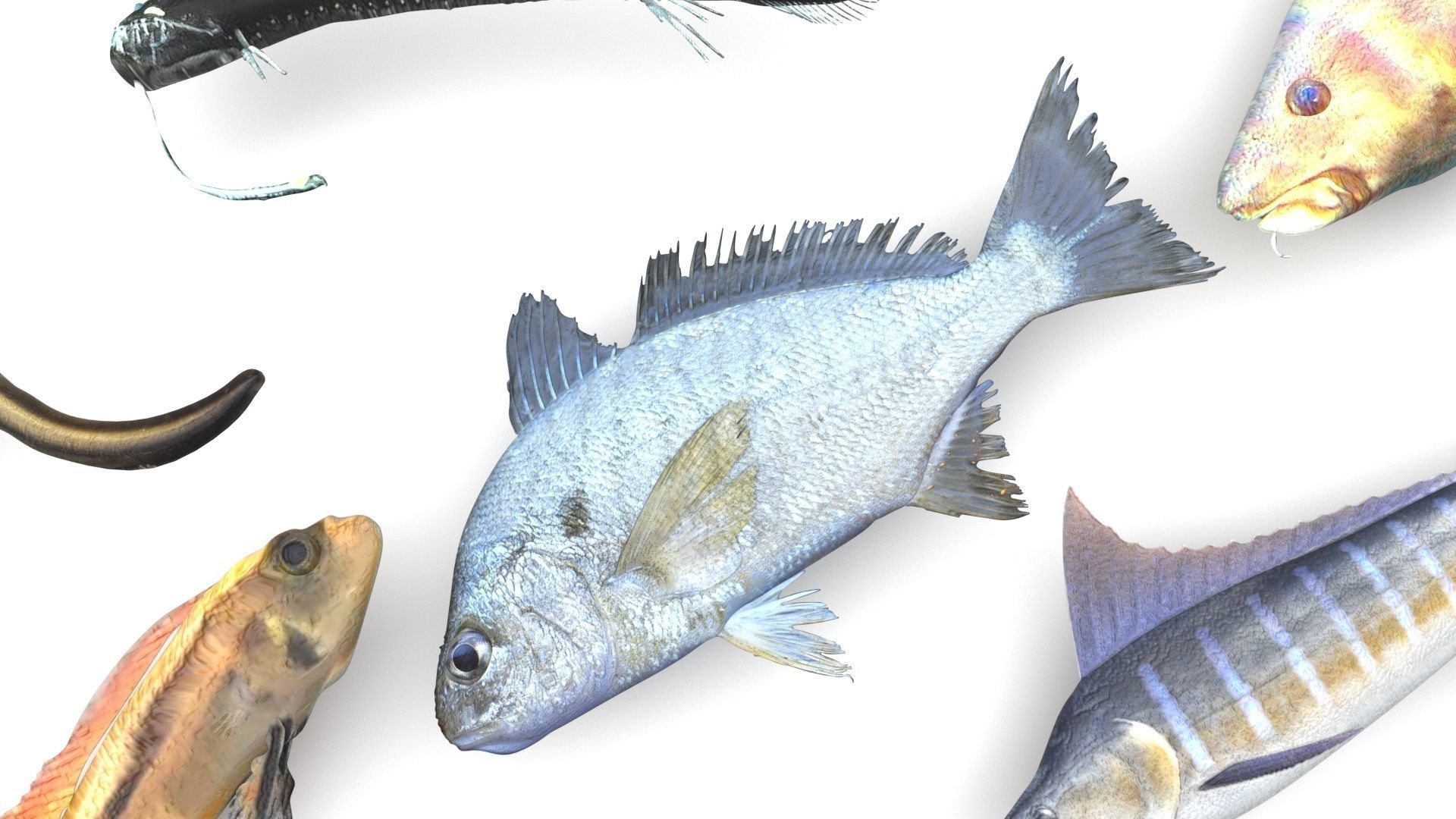 Fishes Set 3D model_11