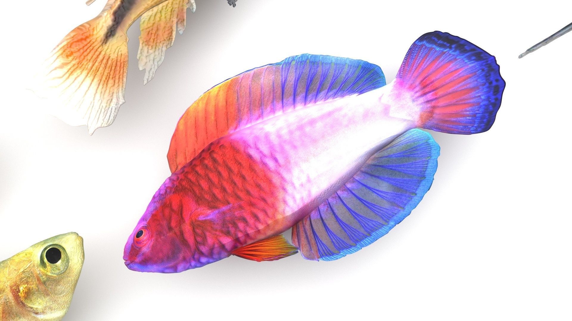 Fishes Set 3D model_15