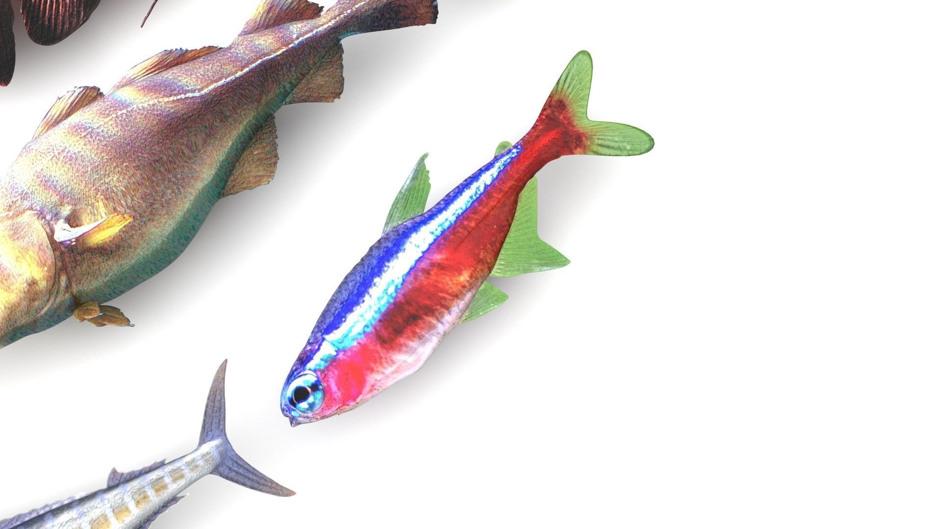 Fishes Set 3D model_17