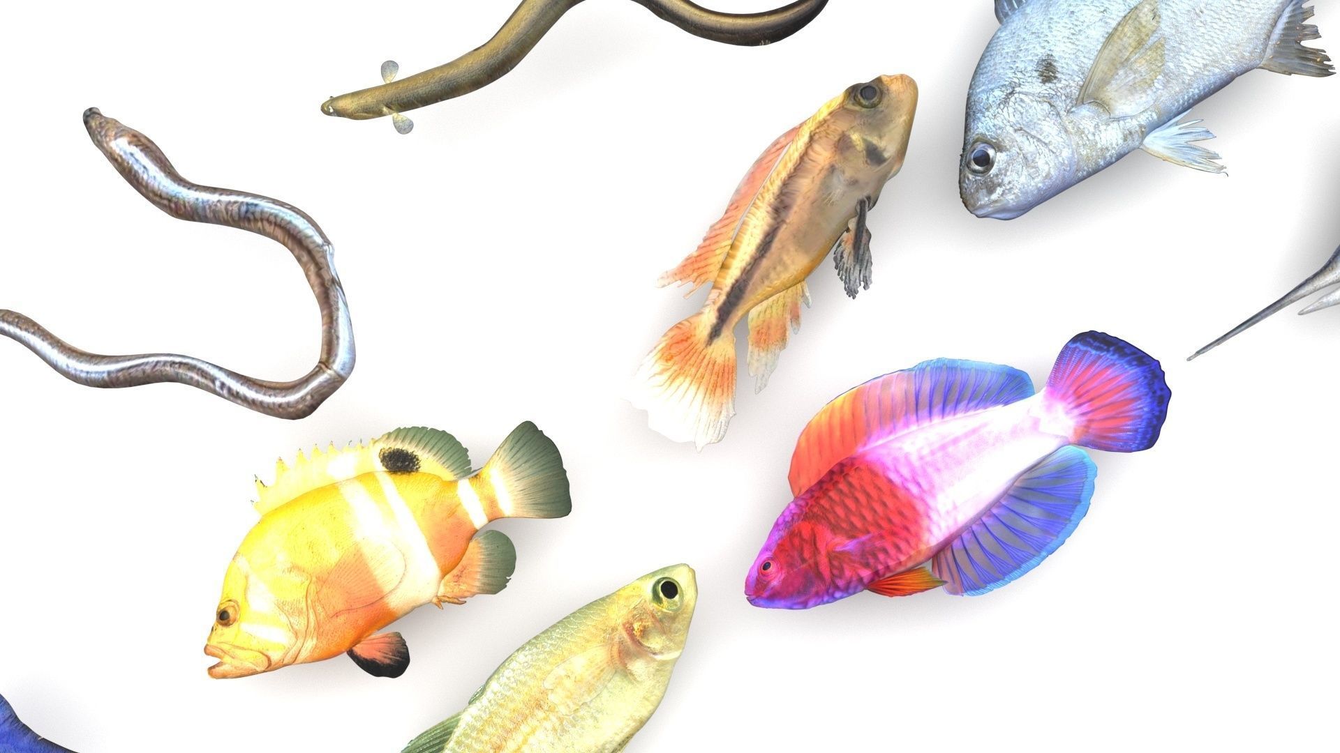 Fishes Set 3D model_10