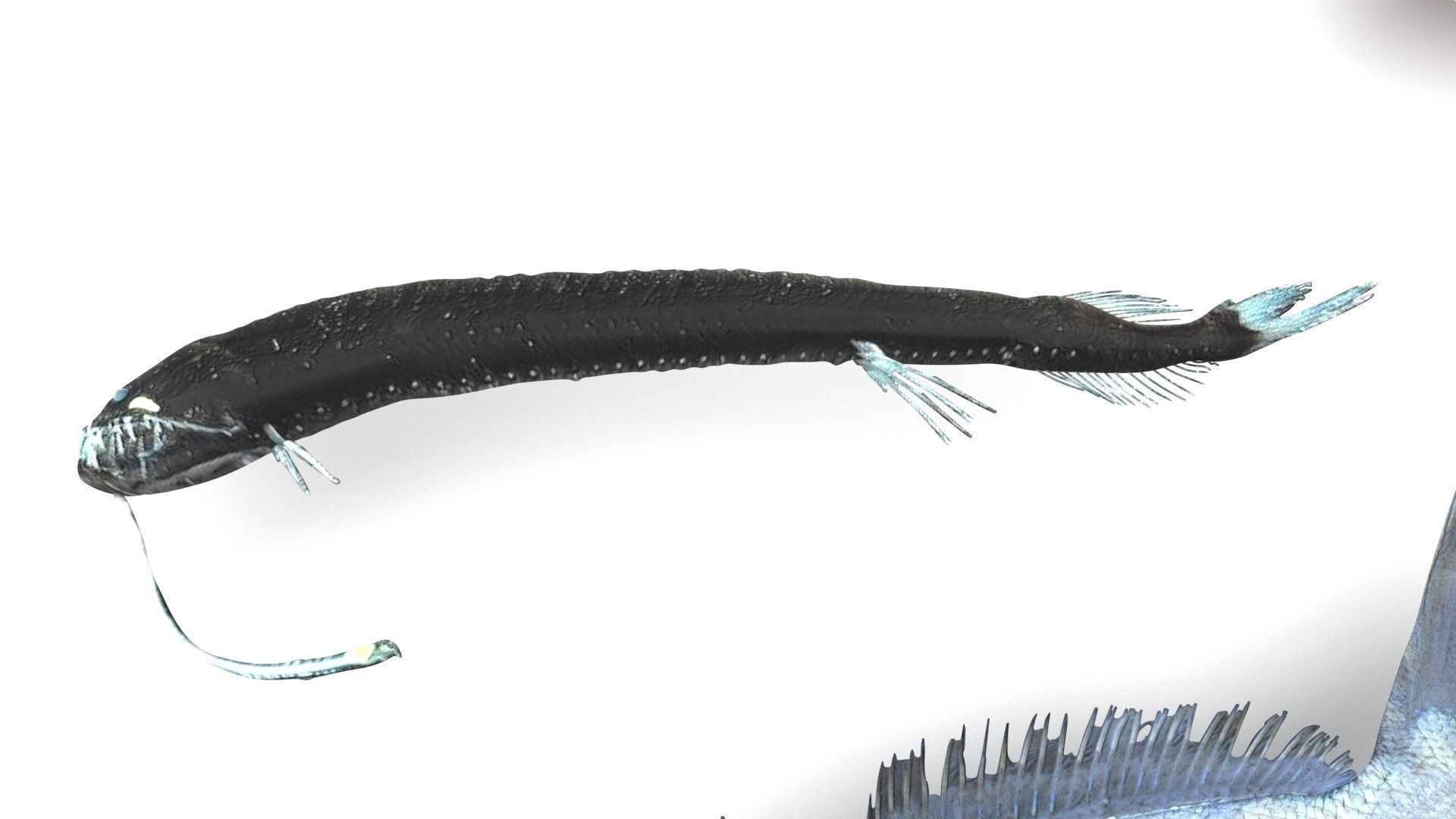 Fishes Set 3D model_6