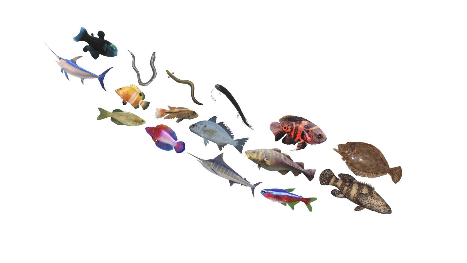 Fishes Set 3D model_22