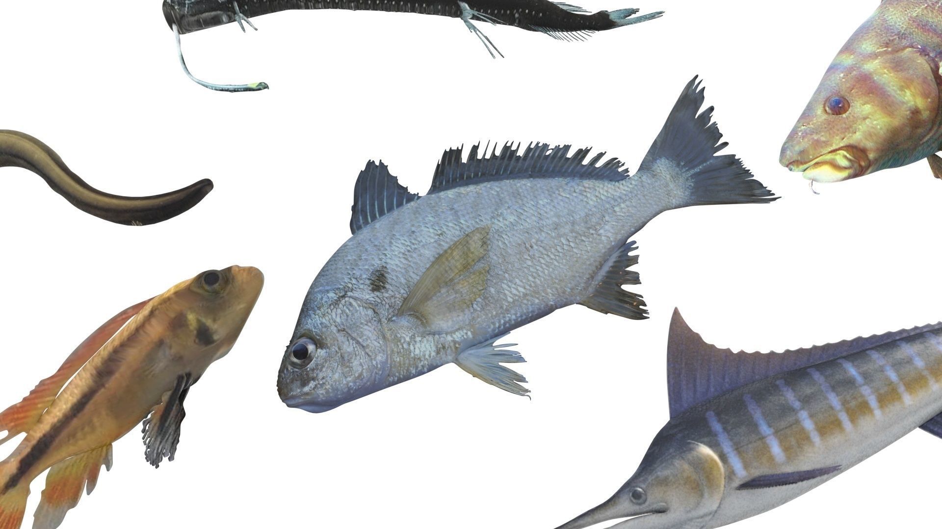 Fishes Set 3D model_26