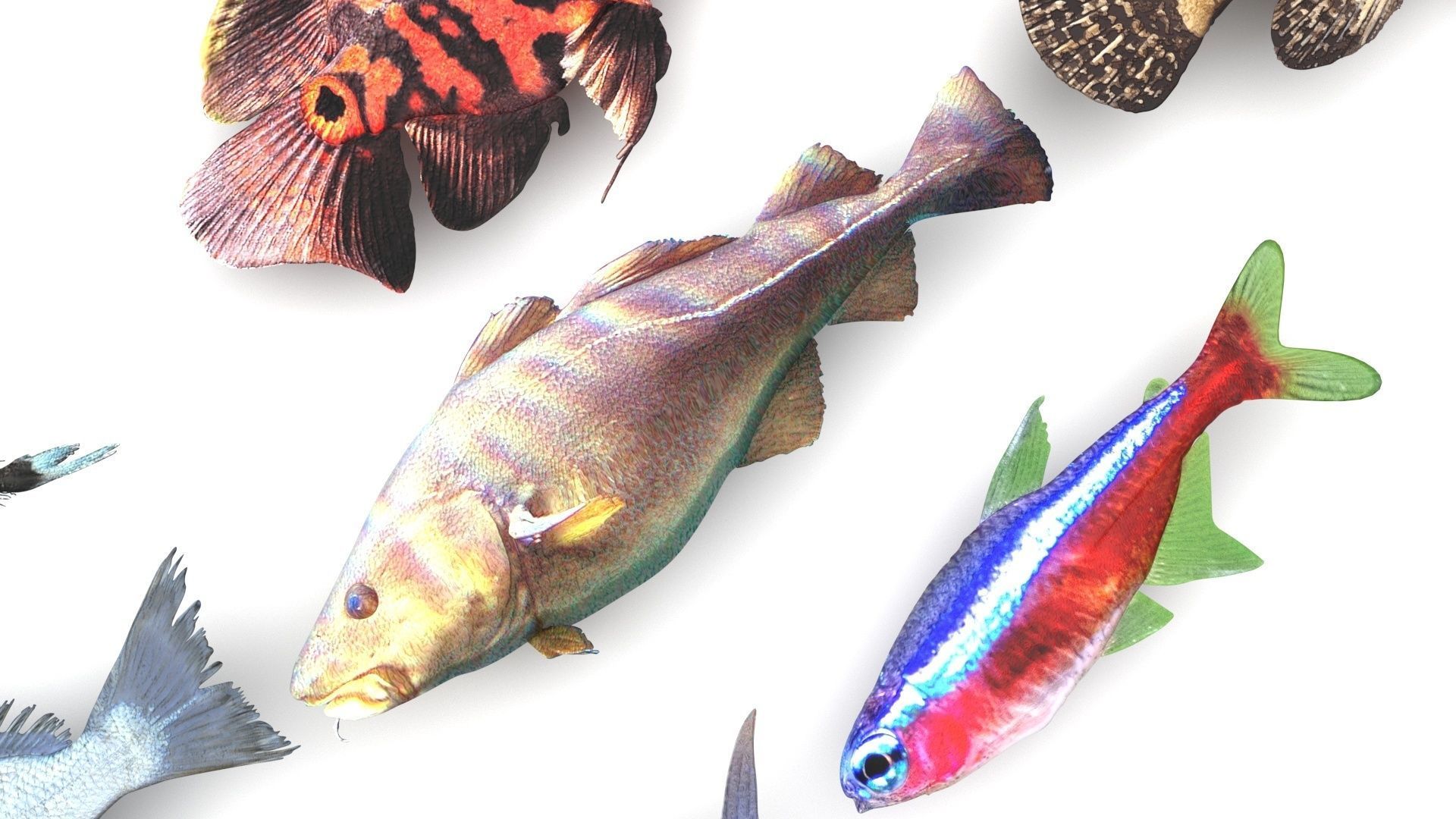 Fishes Set 3D model_12
