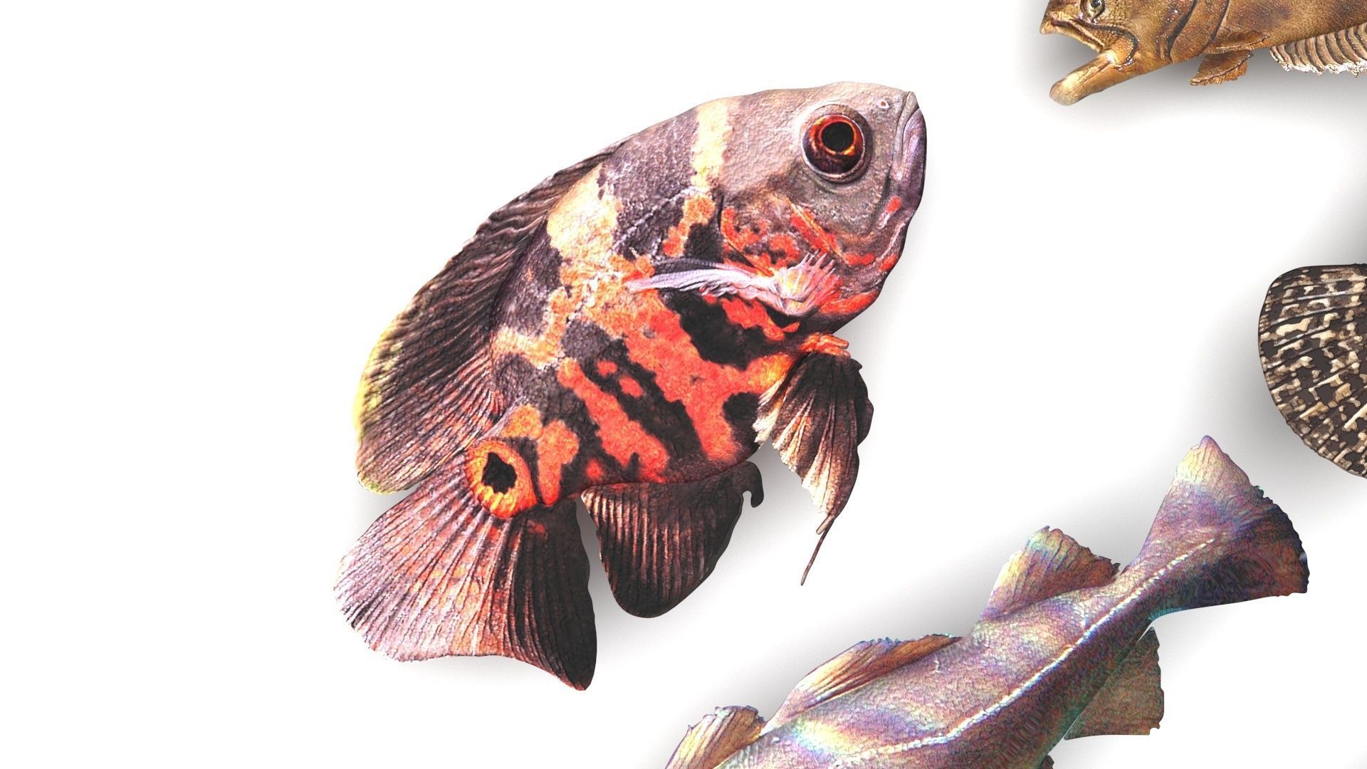 Fishes Set 3D model_7