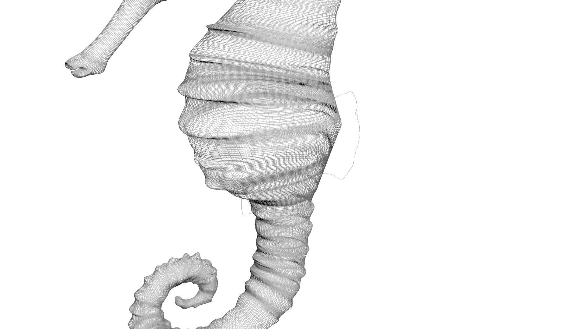 Seahorse 3D model_23