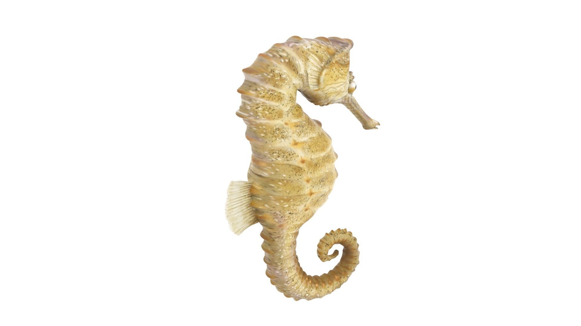 Seahorse 3D model_12
