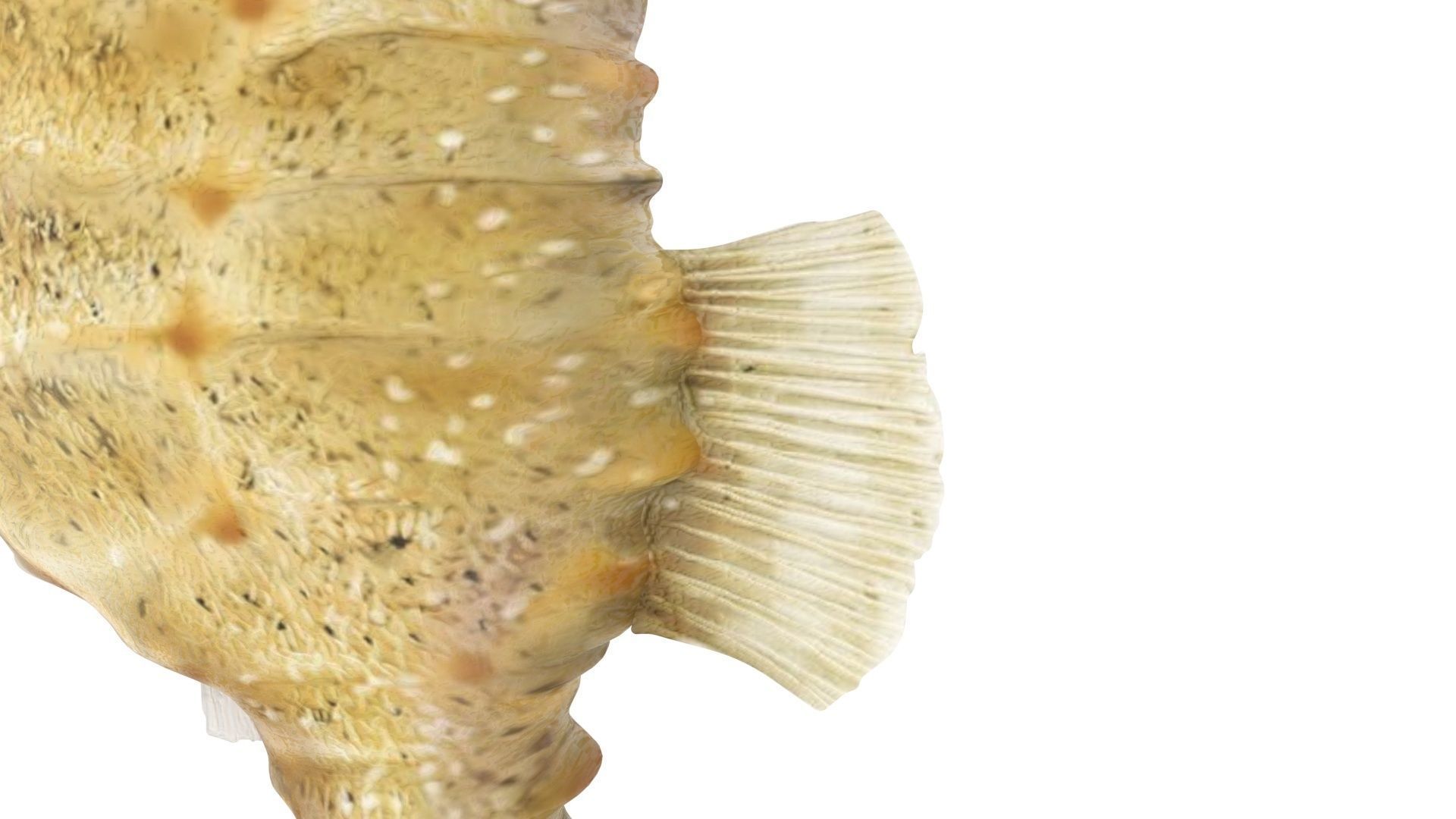 Seahorse 3D model_14