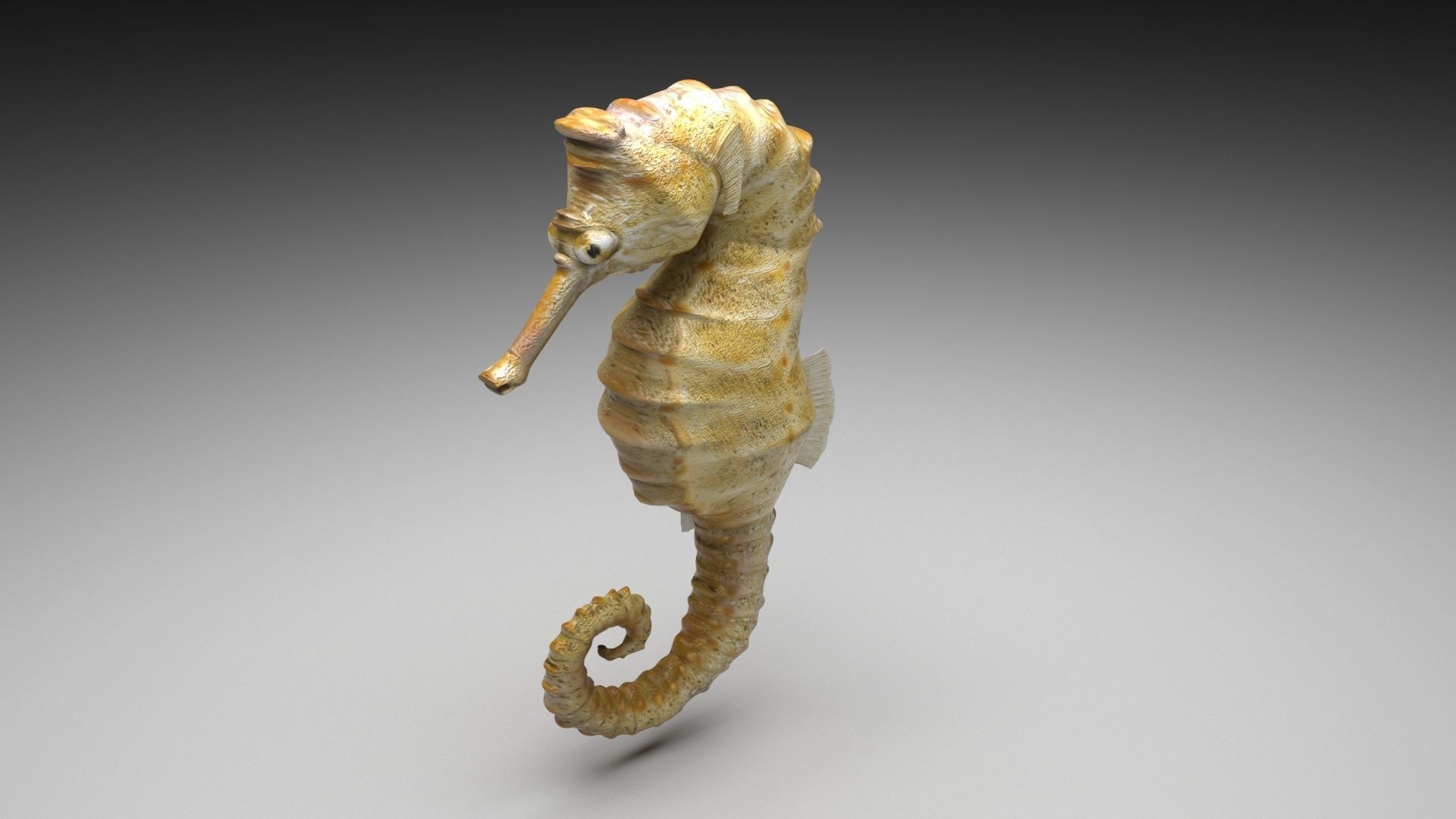 Seahorse 3D model_7