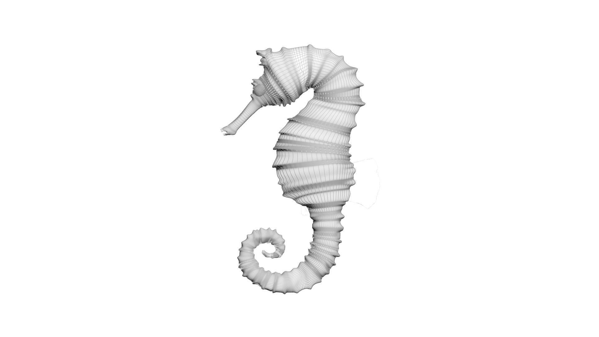Seahorse 3D model_24