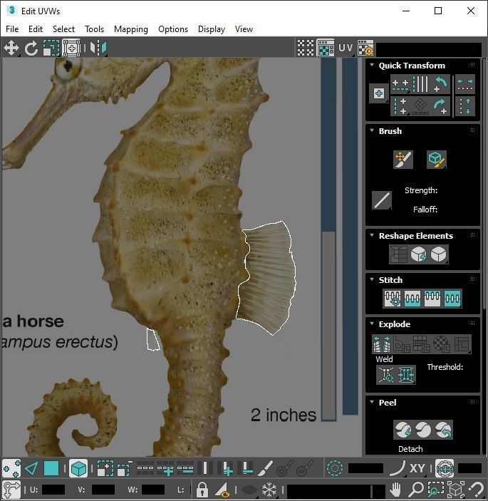 Seahorse 3D model_26