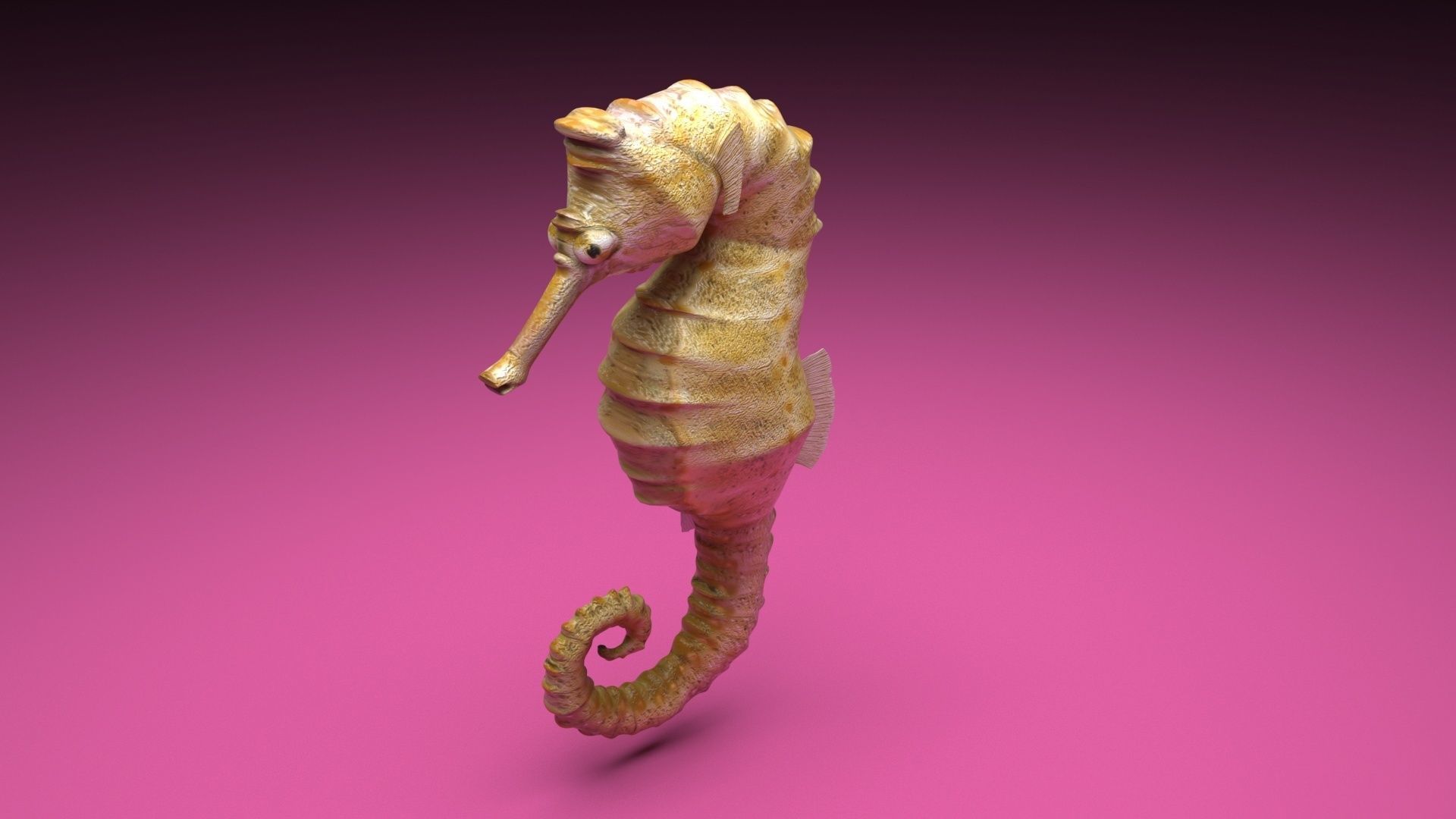 Seahorse 3D model_8