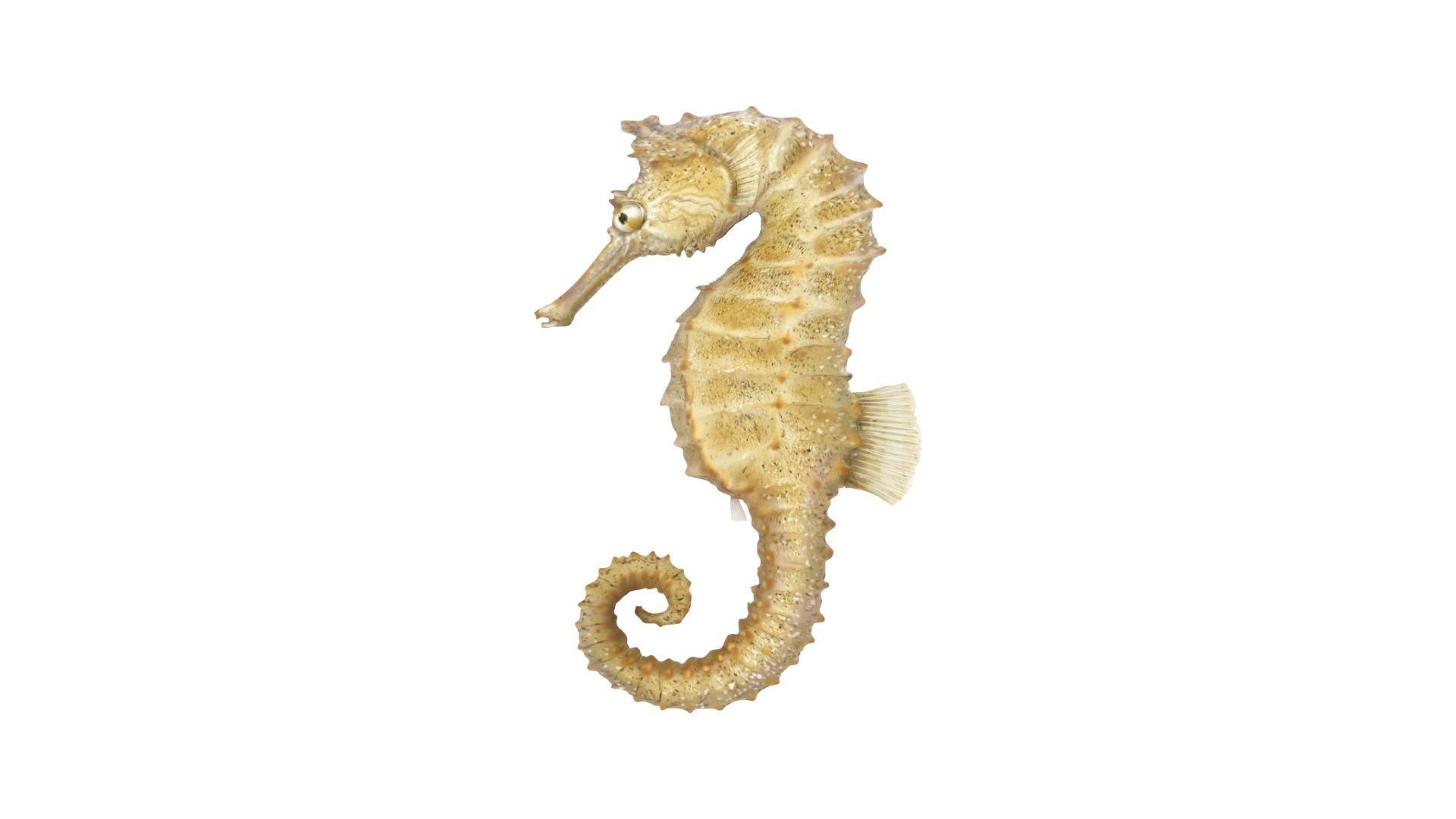 Seahorse 3D model_16