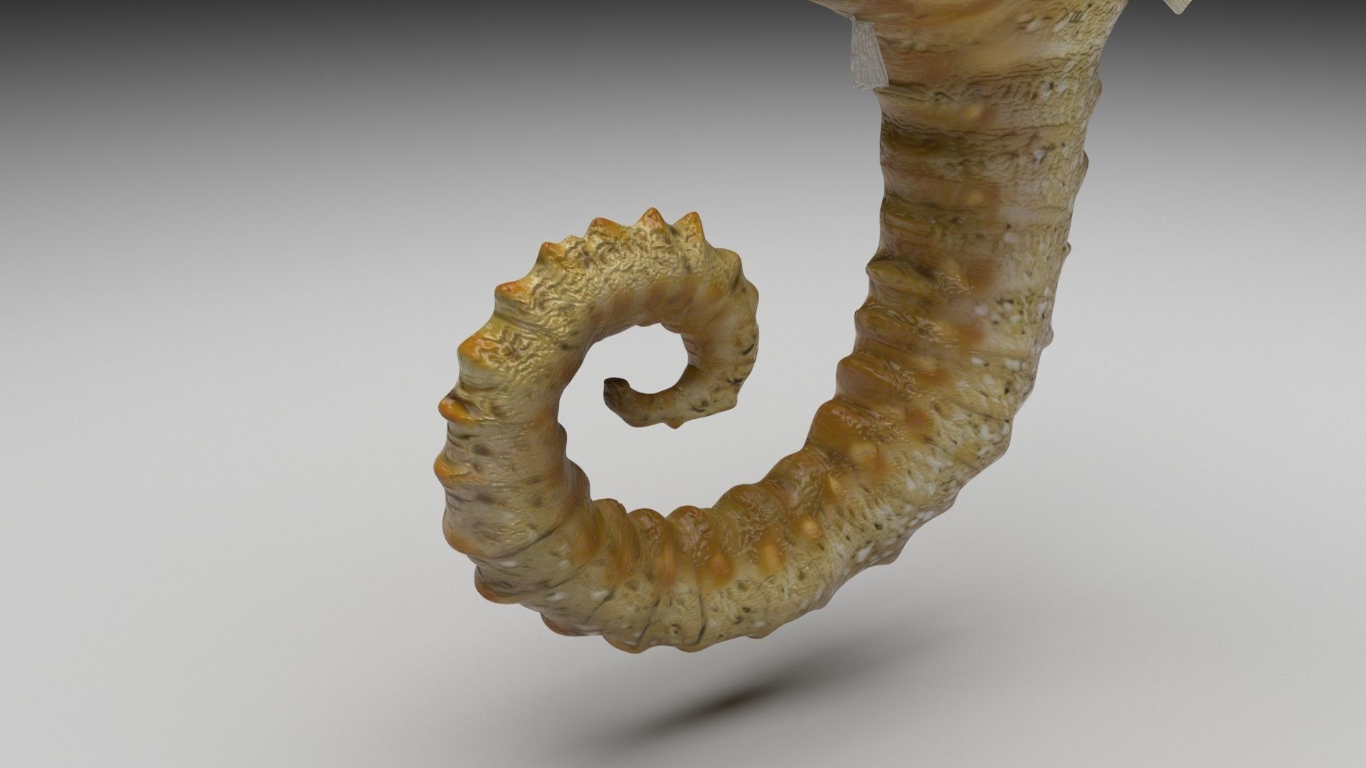 Seahorse 3D model_4