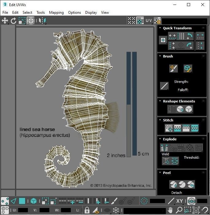 Seahorse 3D model_25