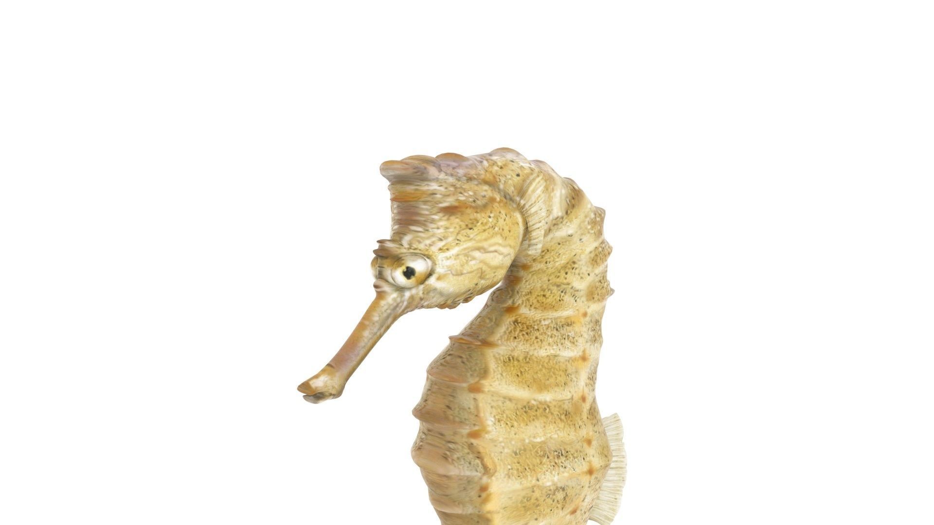 Seahorse 3D model_15