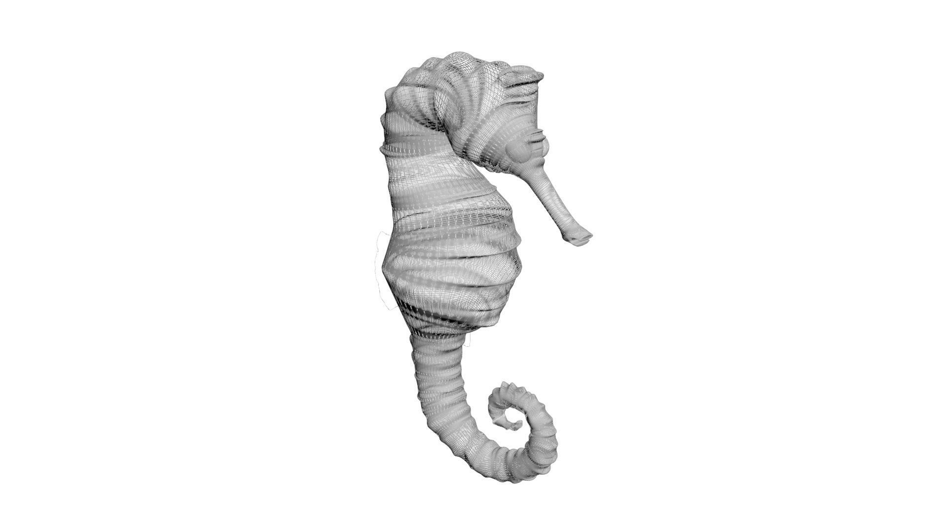 Seahorse 3D model_20