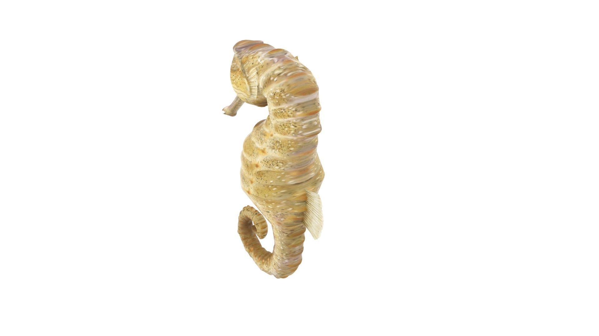 Seahorse 3D model_11