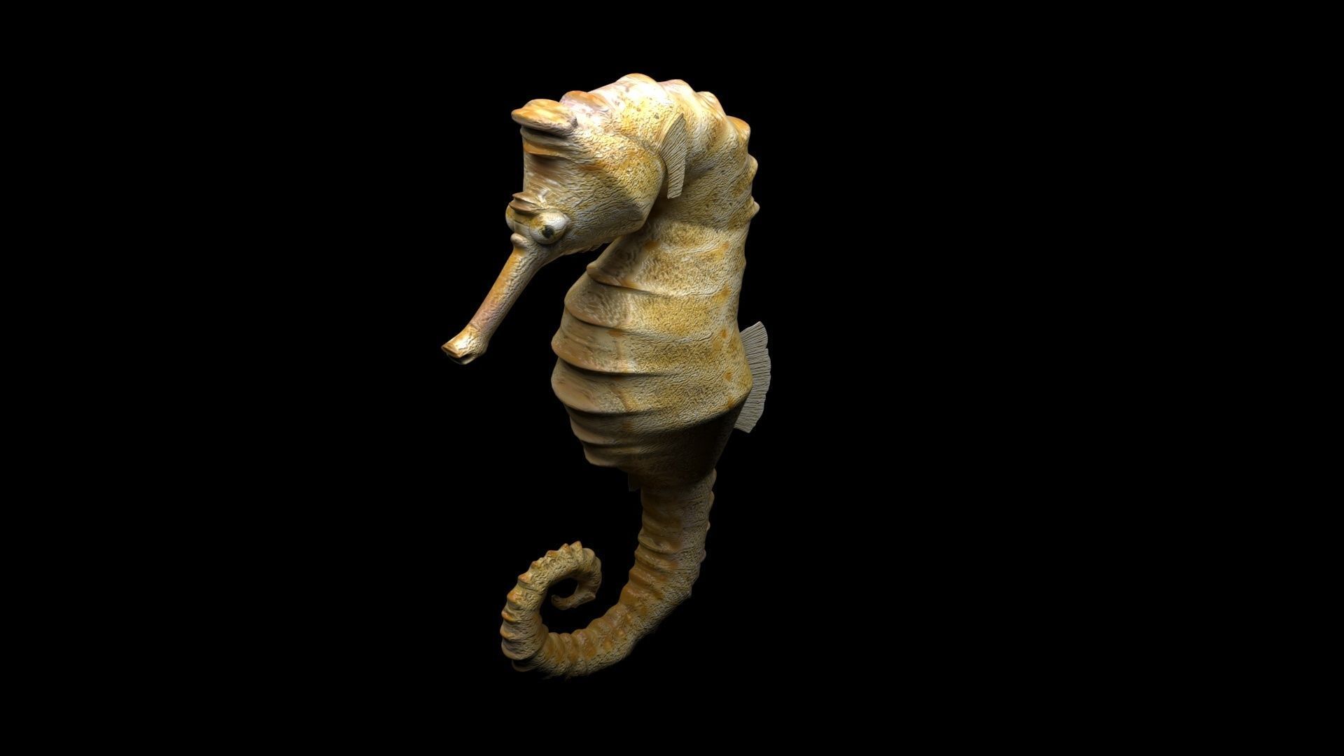 Seahorse 3D model_9