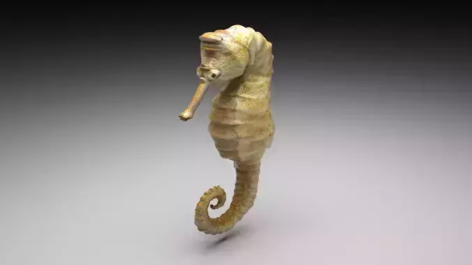 Seahorse 3D model