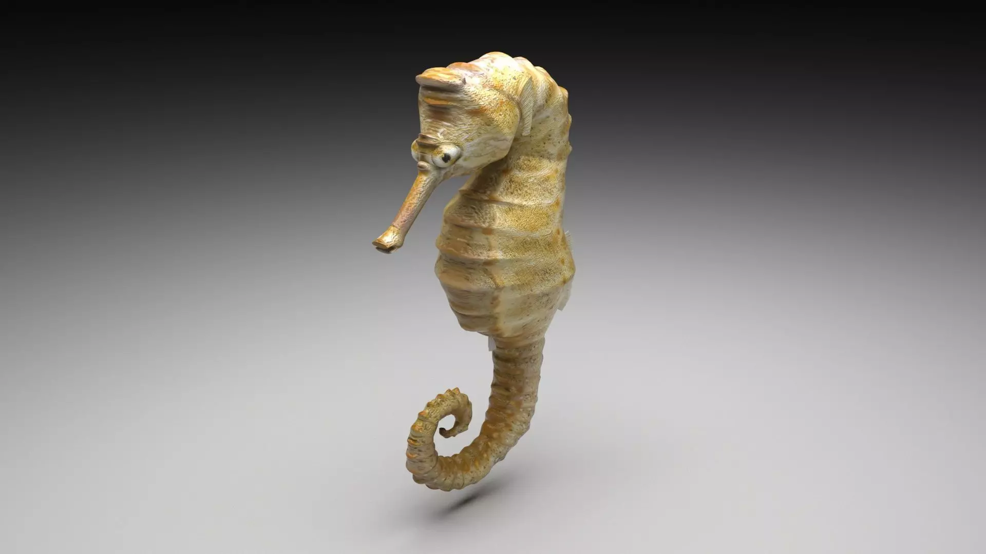 Seahorse 3D model_0