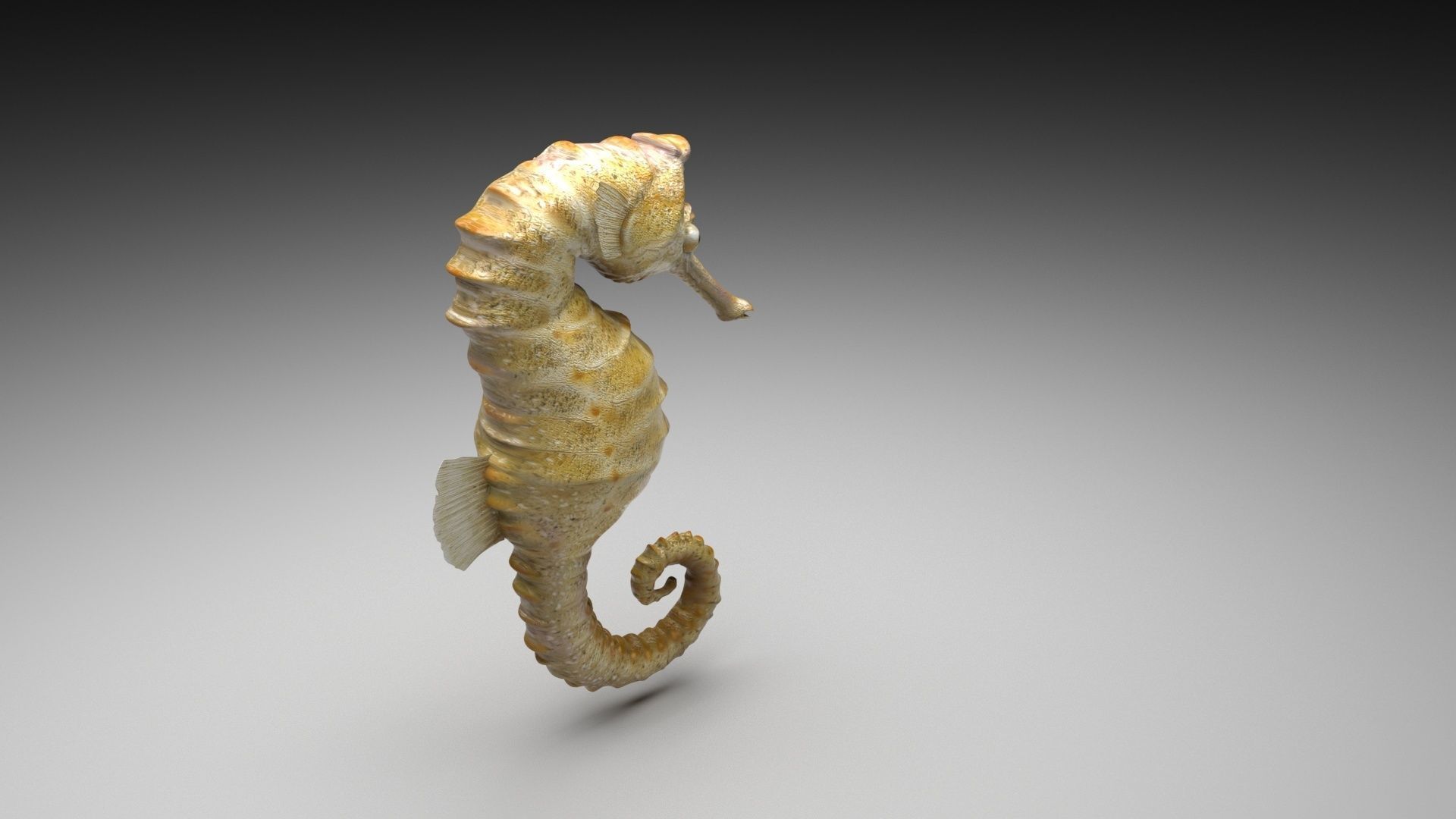 Seahorse 3D model_2