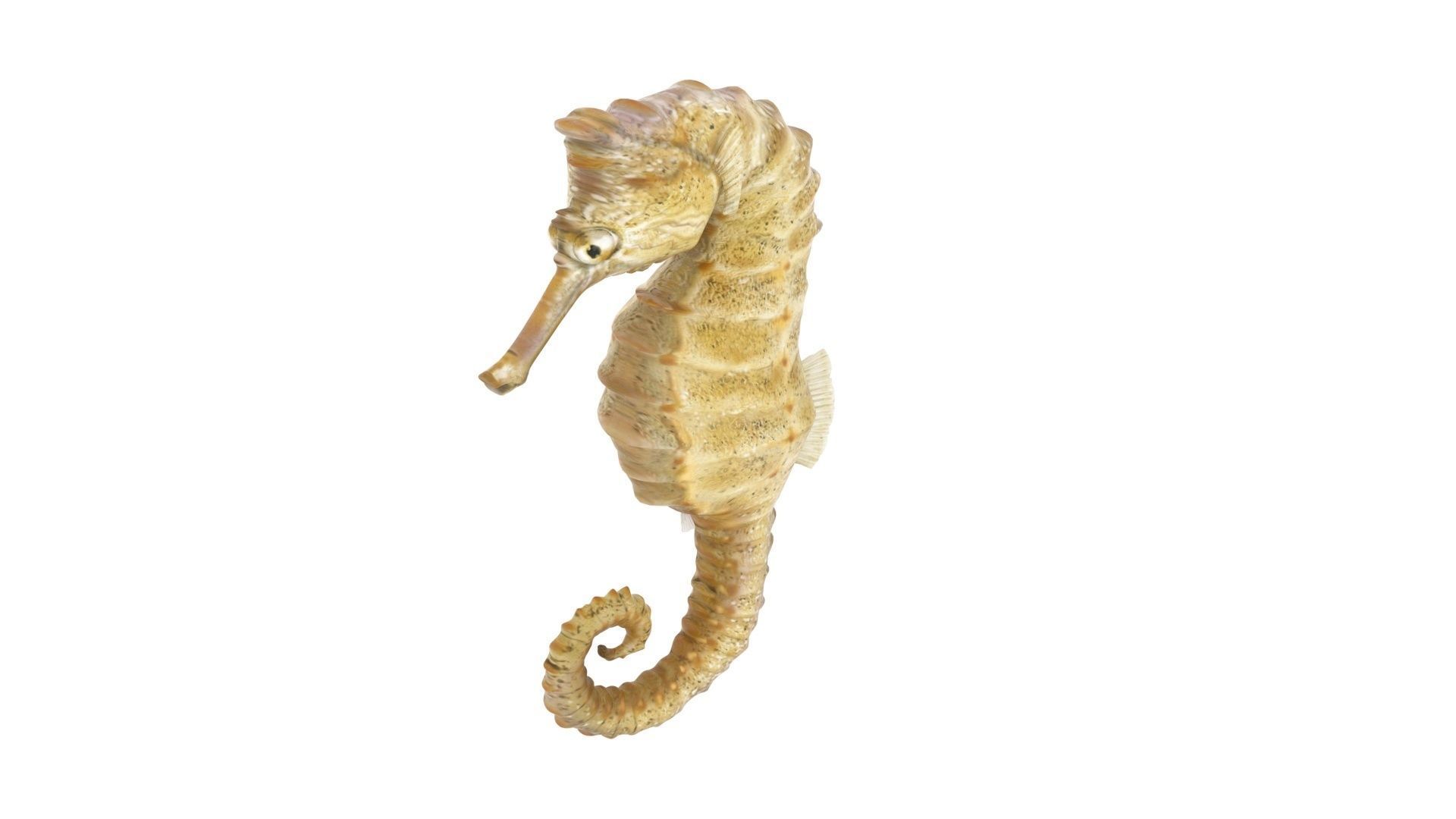 Seahorse 3D model_10