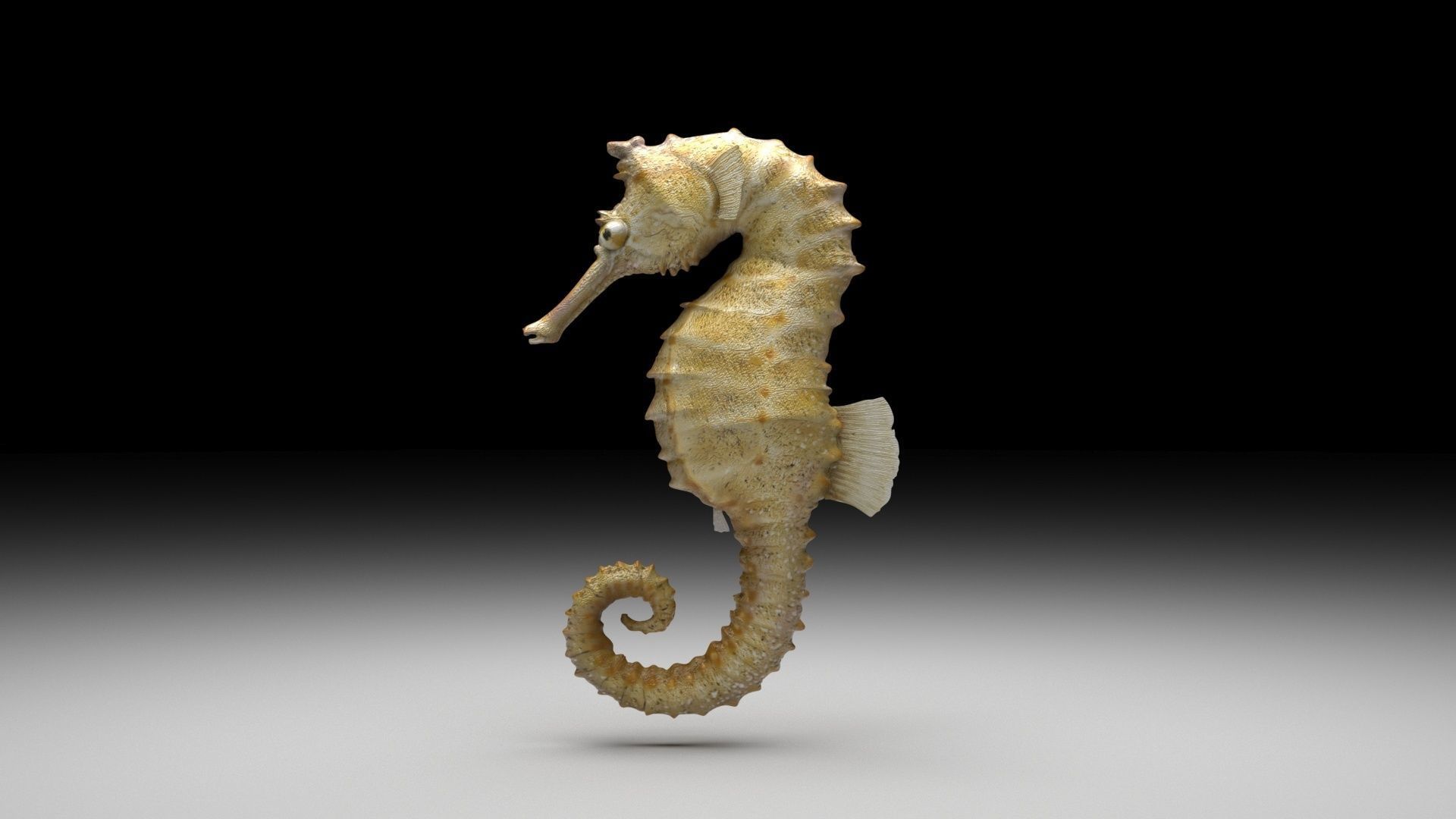 Seahorse 3D model_6