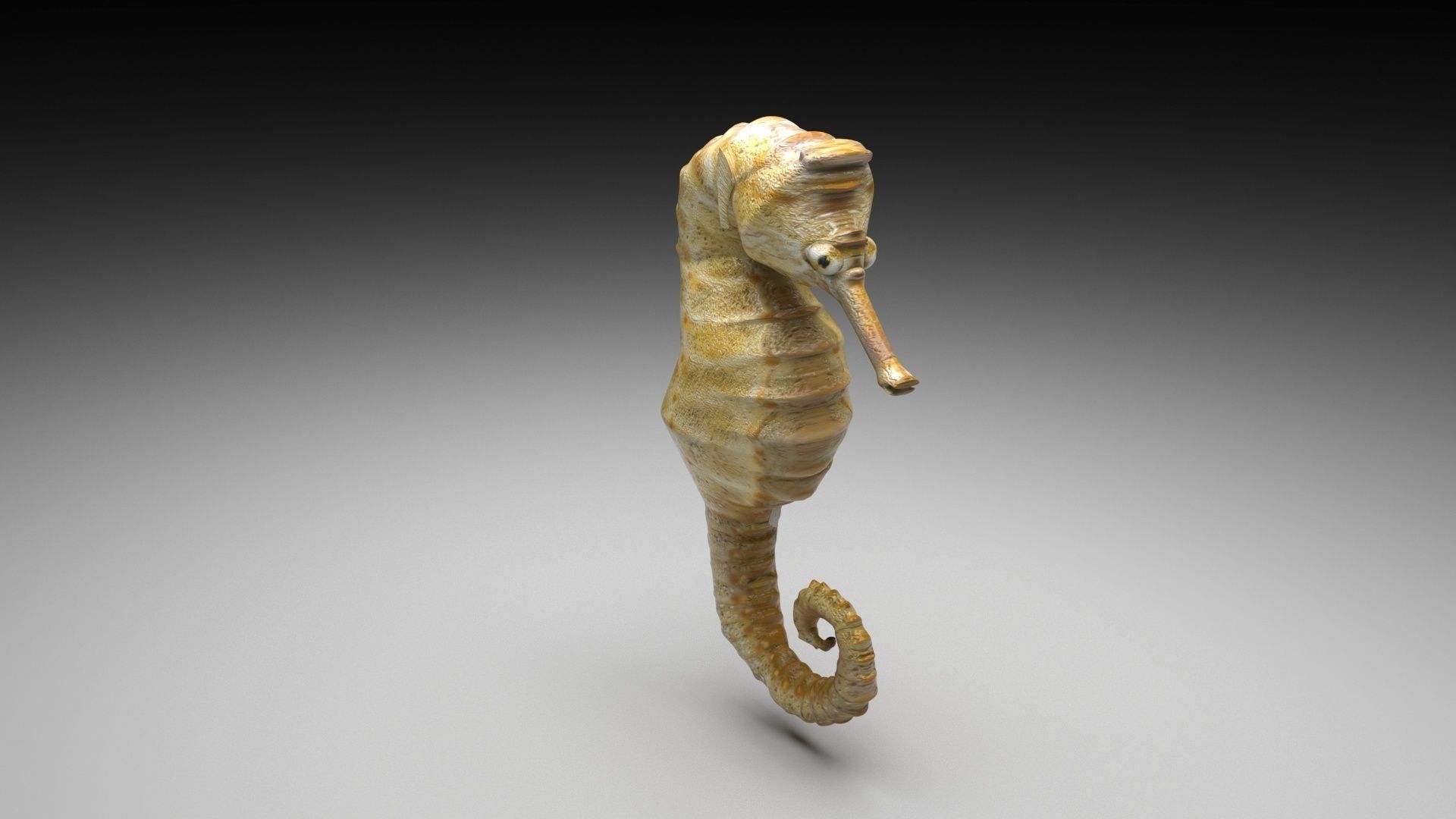 Seahorse 3D model_3