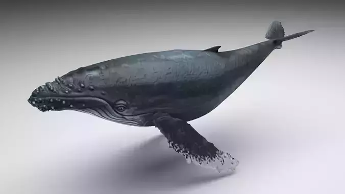 Humpback Whale