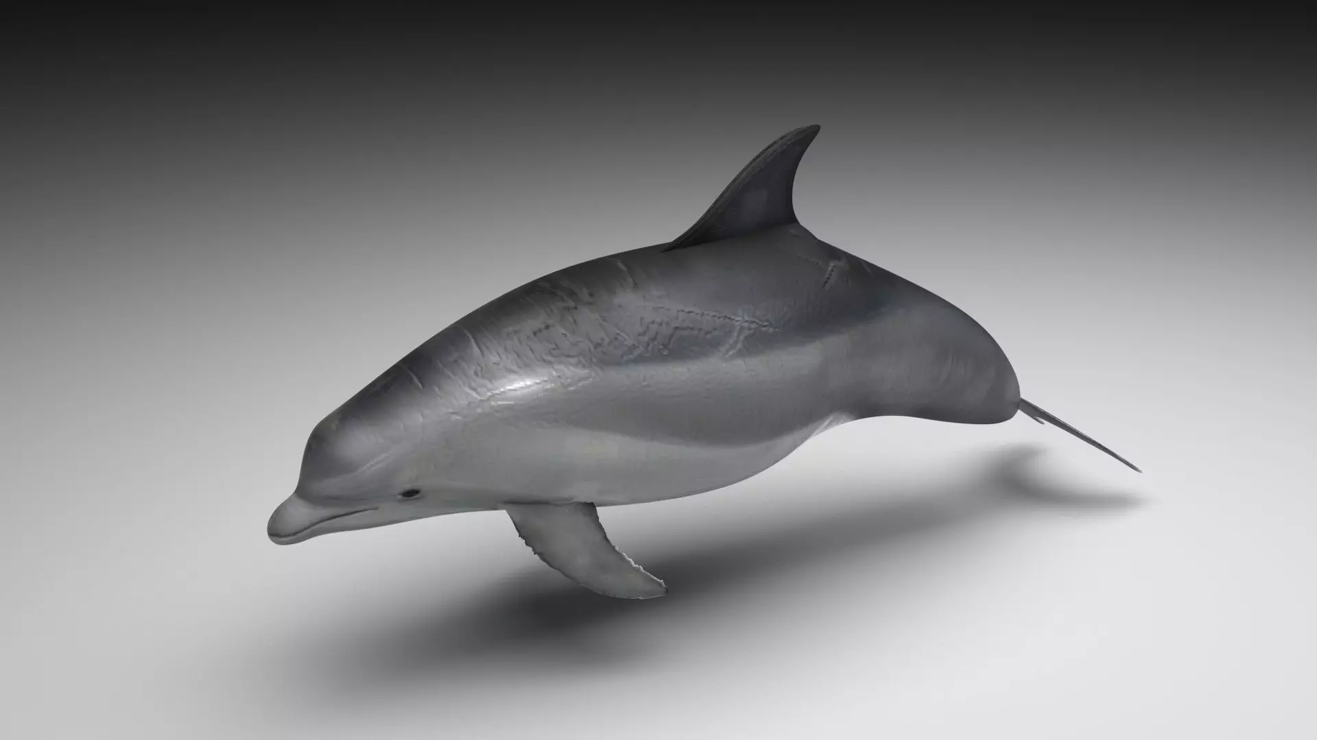 Dolphin Bottlenose 3D model