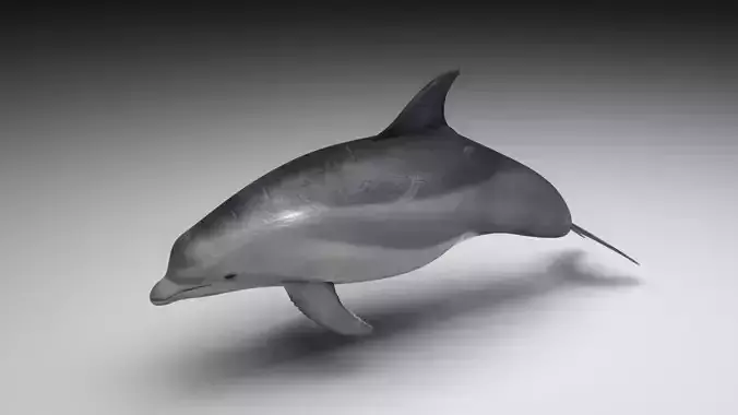Dolphin Bottlenose 3D model