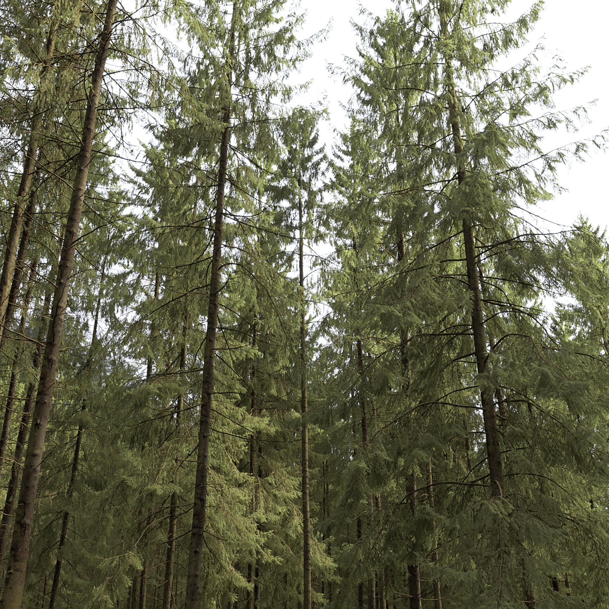 Spruce 09 3D model_3