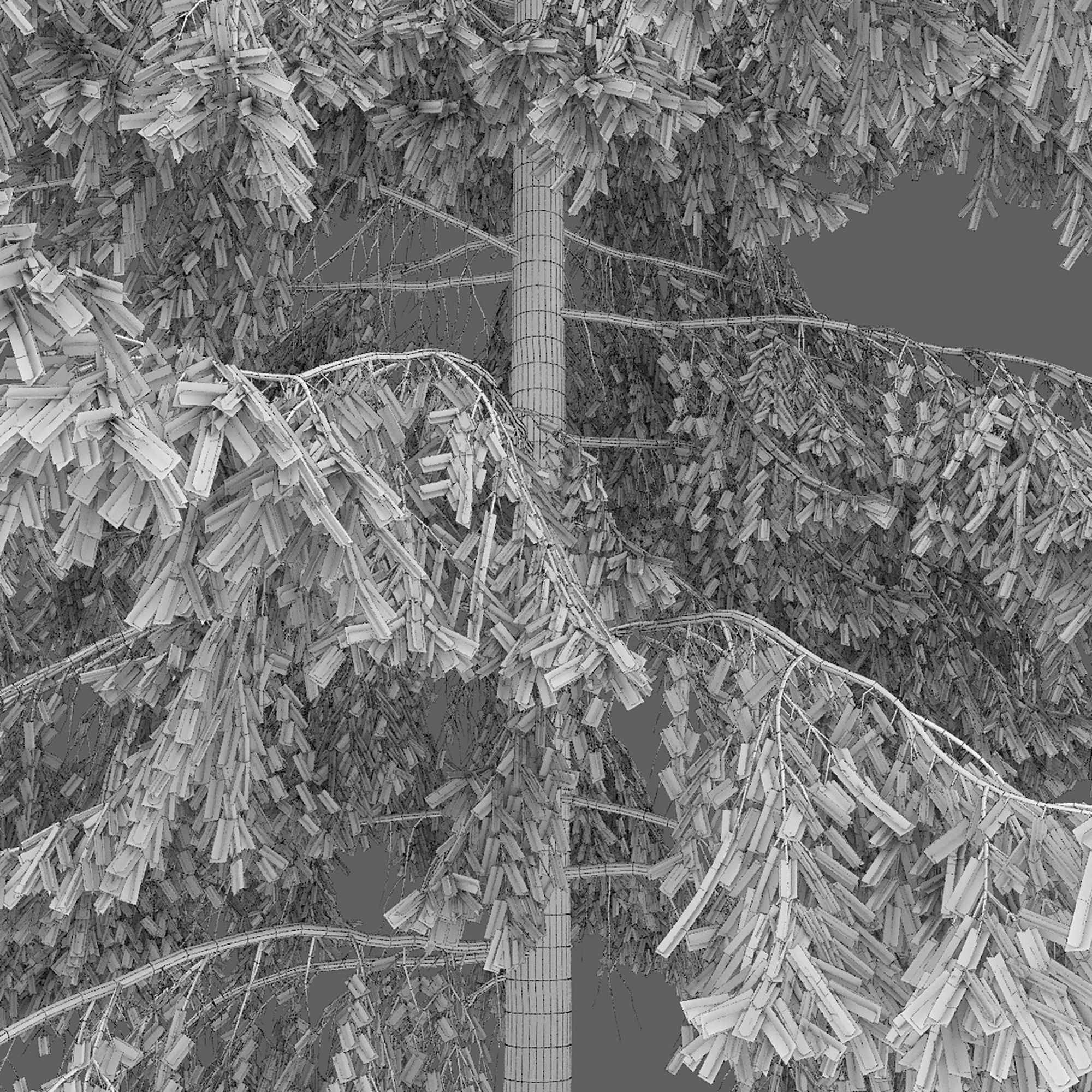 Spruce 09 3D model_6