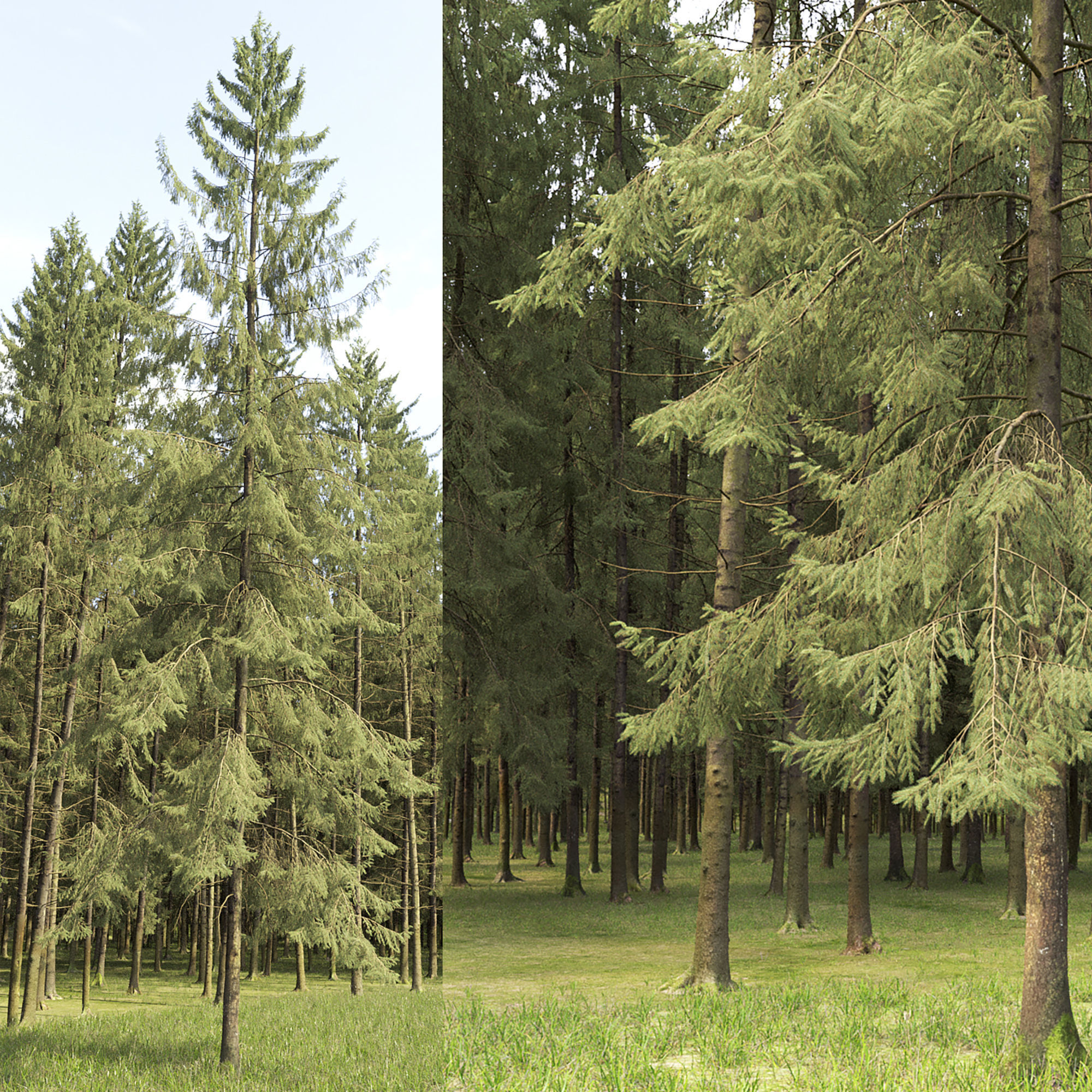 Spruce 09 3D model_2