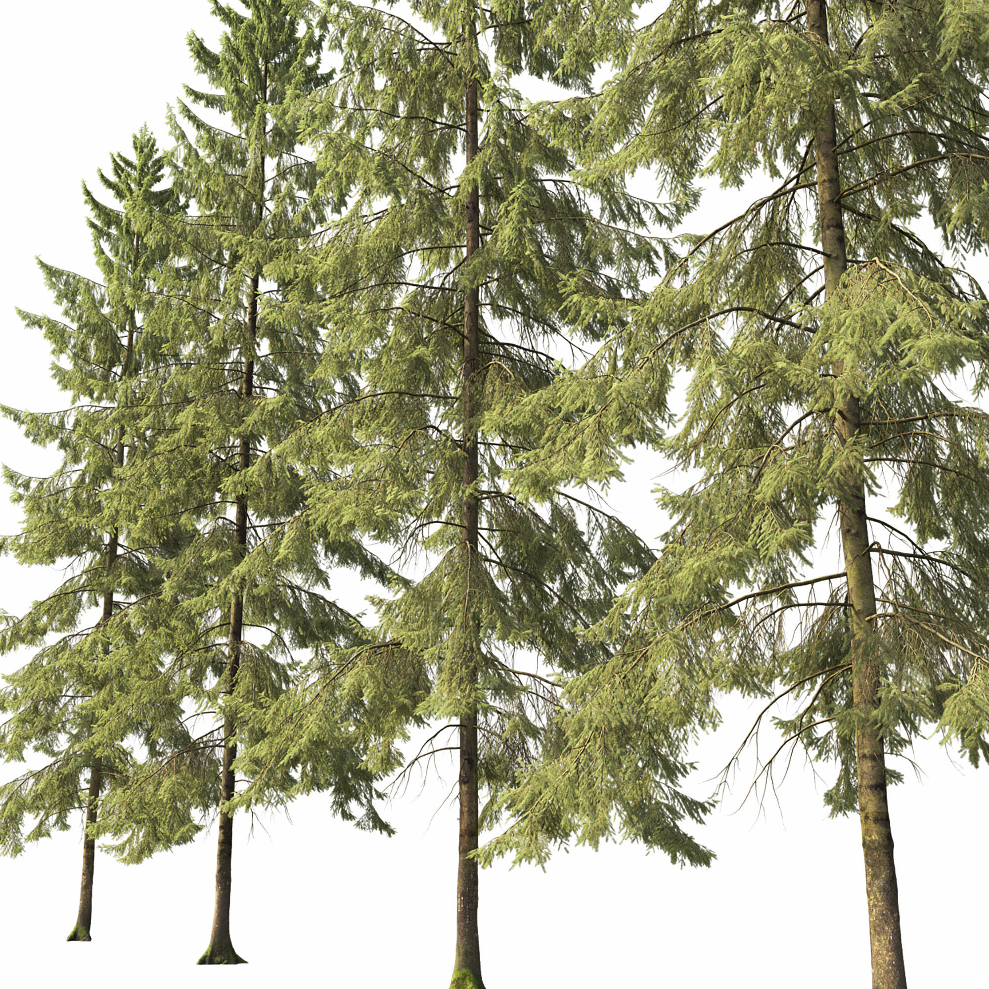 Spruce 09 3D model_4