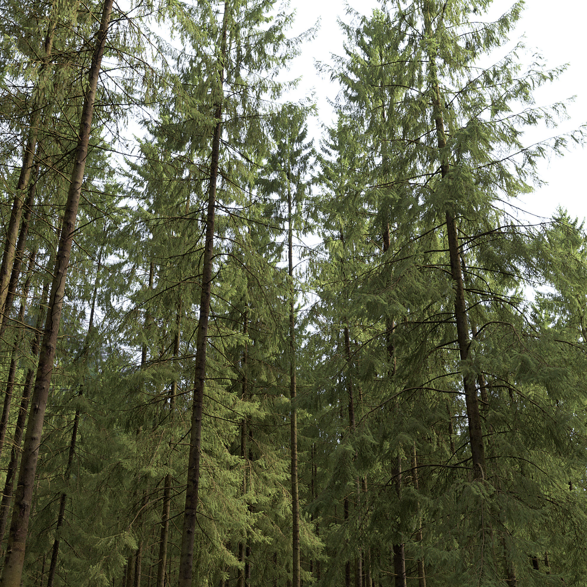 Spruce 09 3D model_1