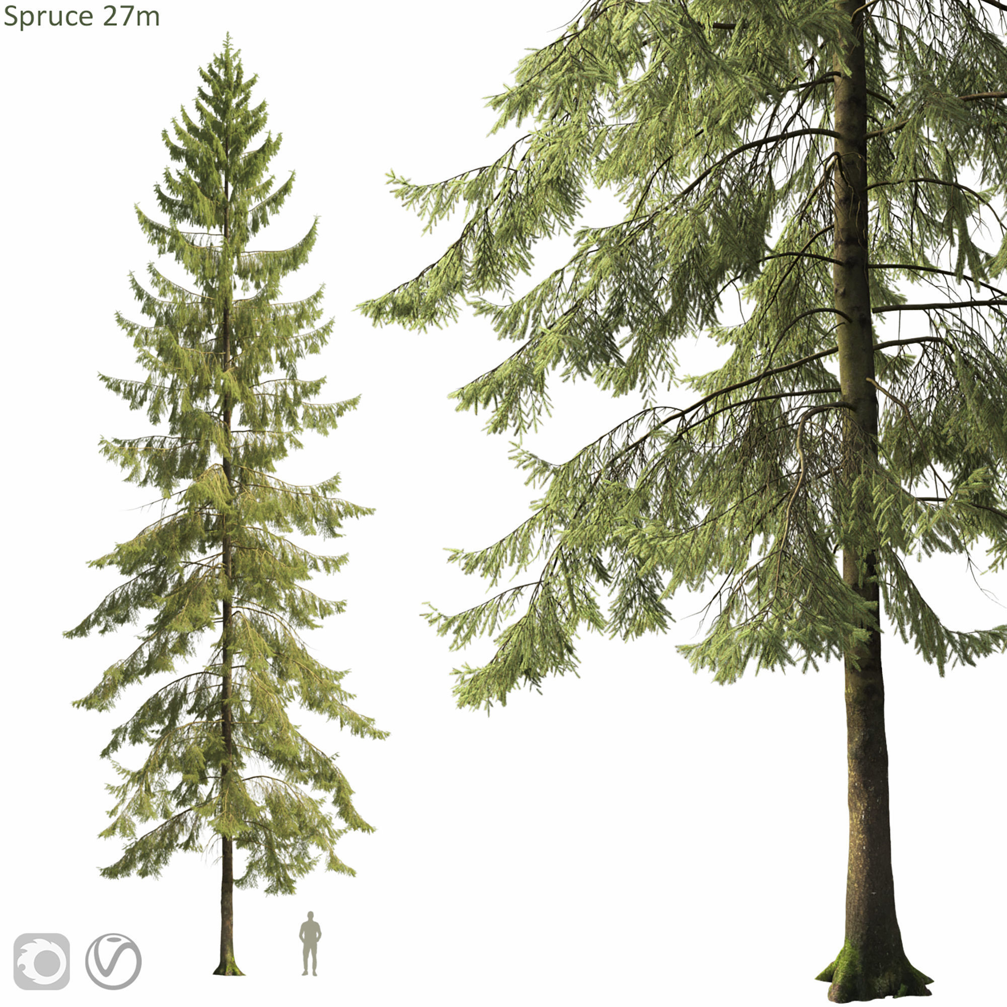 Spruce 09 3D model_5