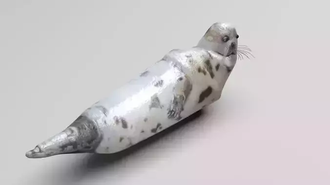 Sea Lion 3D model